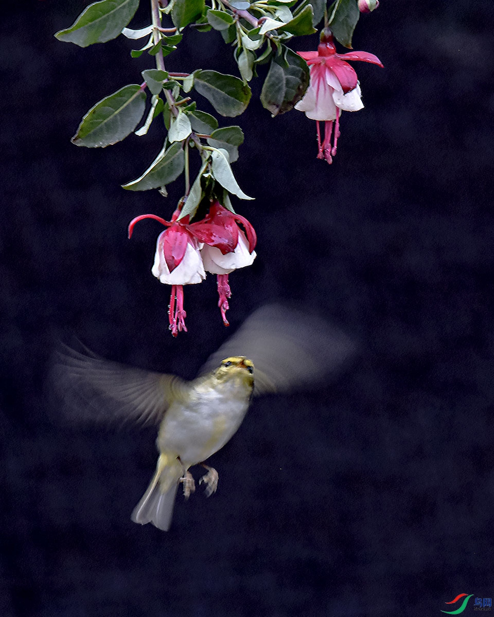 DSC_9572.jpg