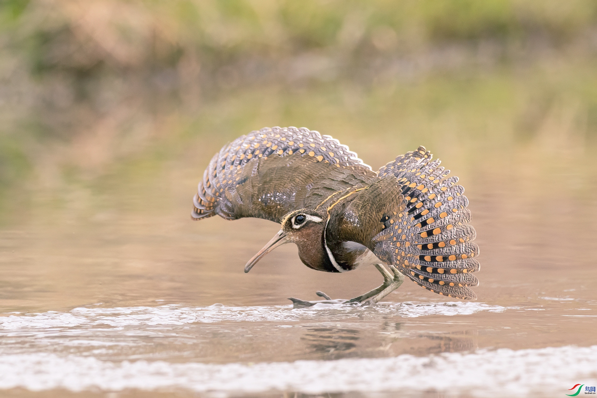 328A2363a.jpg