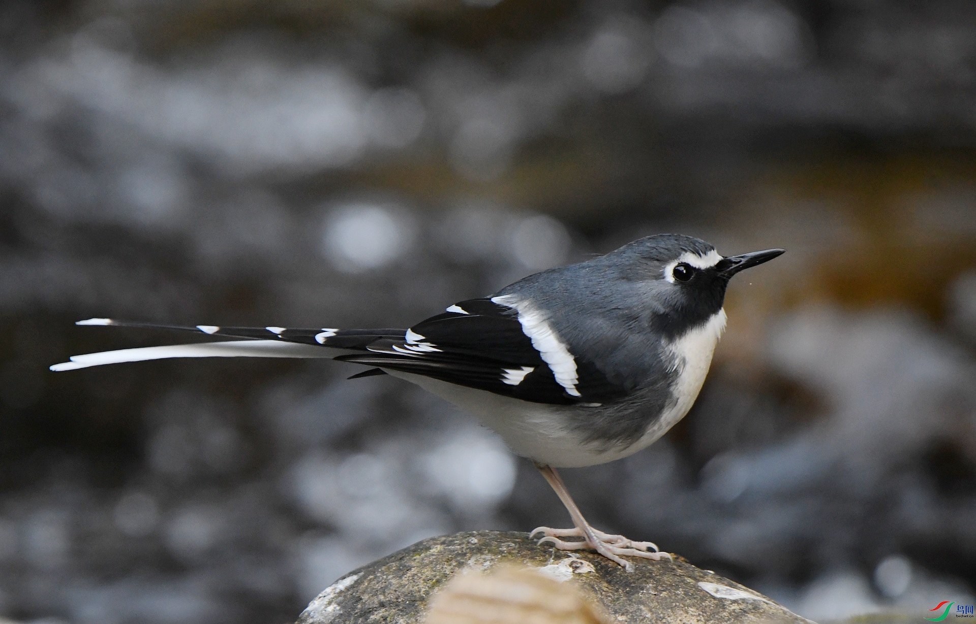 DSC_1249.jpg