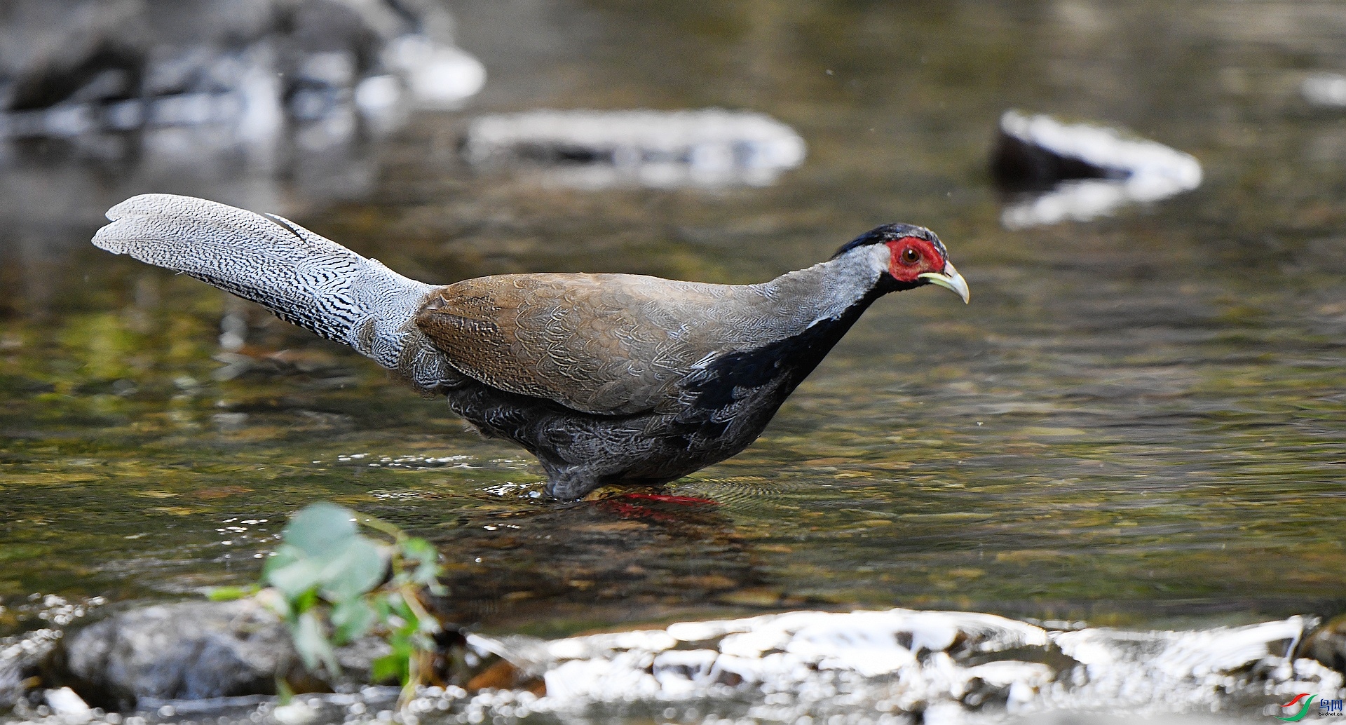 DSC_0929.jpg