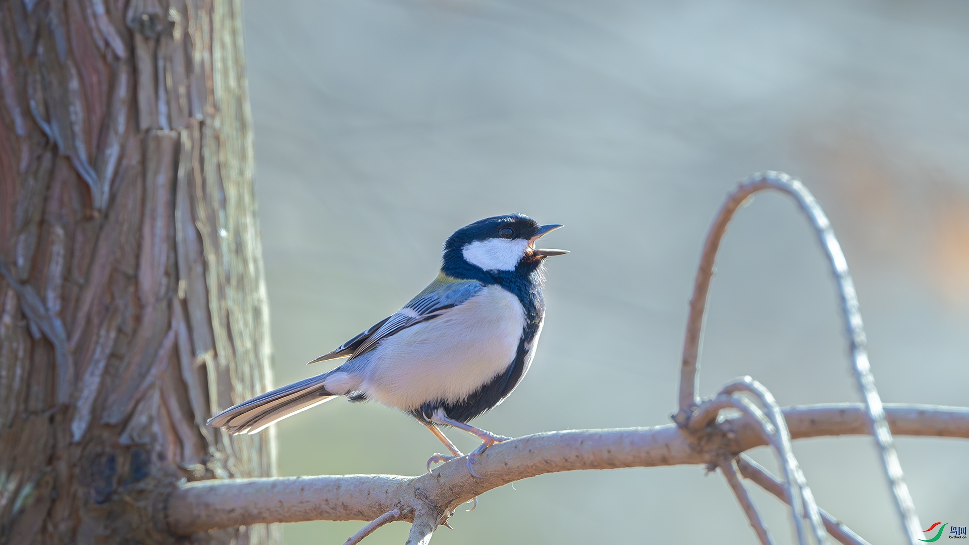 DSC_4900-����ǿ-NR ����.jpg