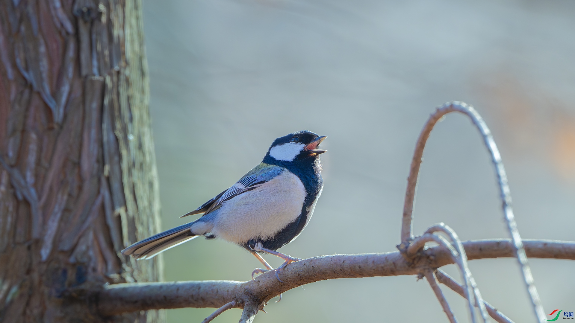 DSC_4902-����ǿ-NR ����.jpg