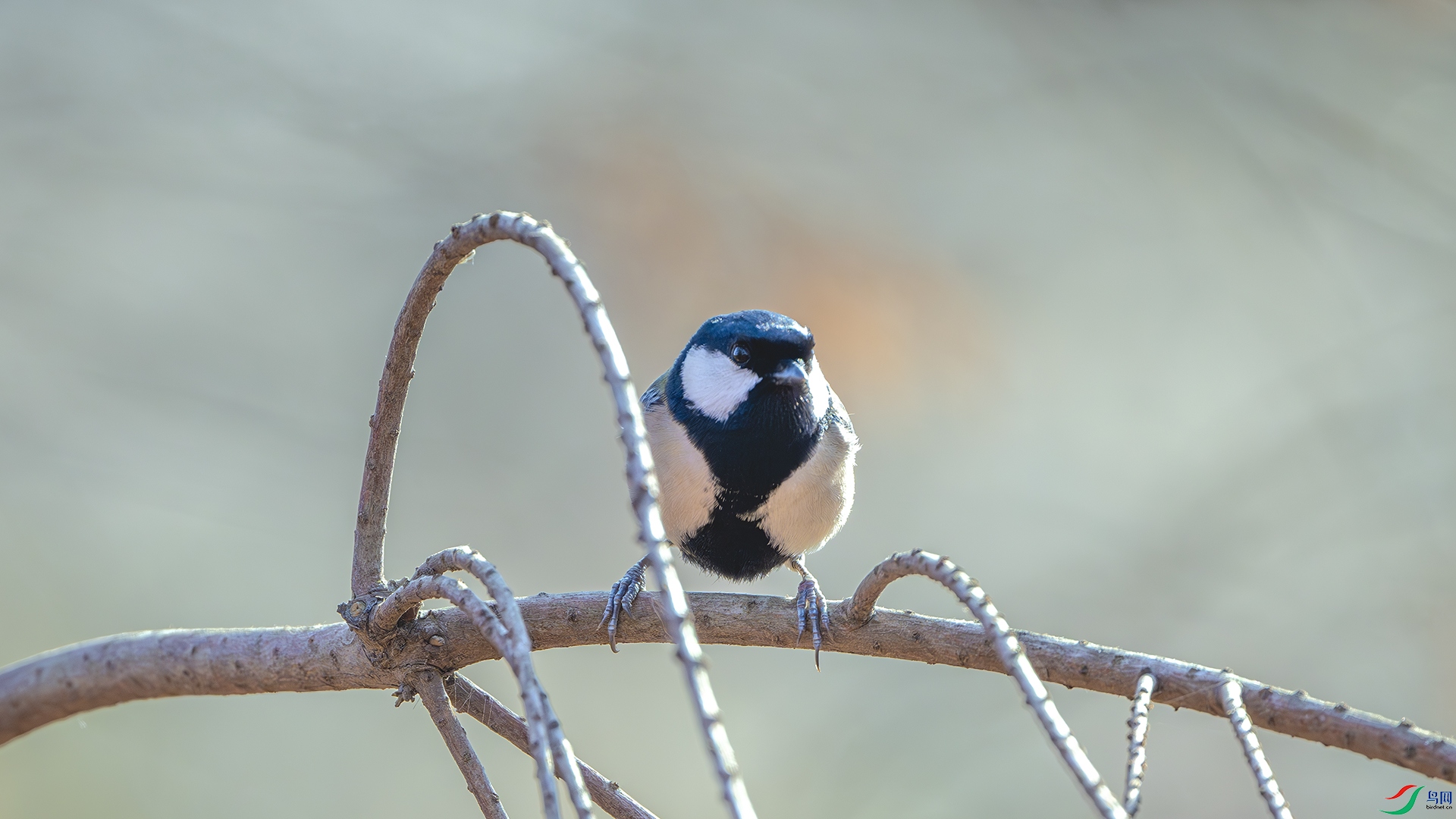 DSC_4904-����ǿ-NR ����.jpg