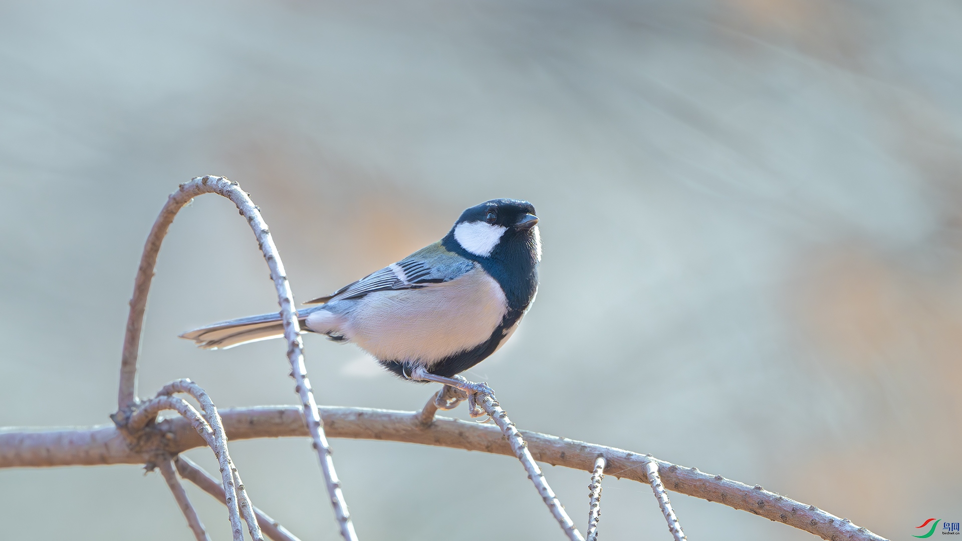 DSC_4916-����ǿ-NR ����.jpg
