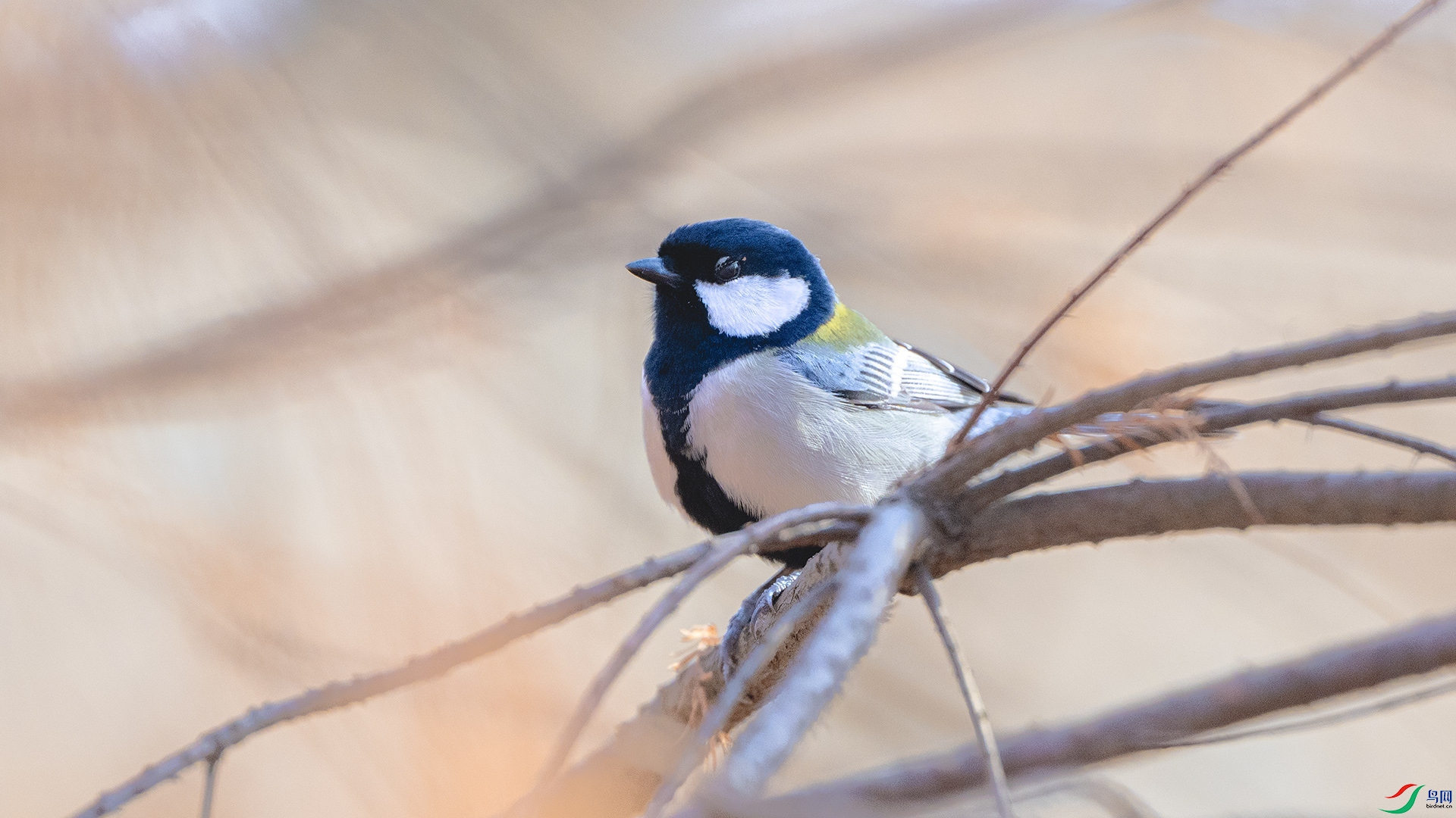 DSC_4929 ����.jpg