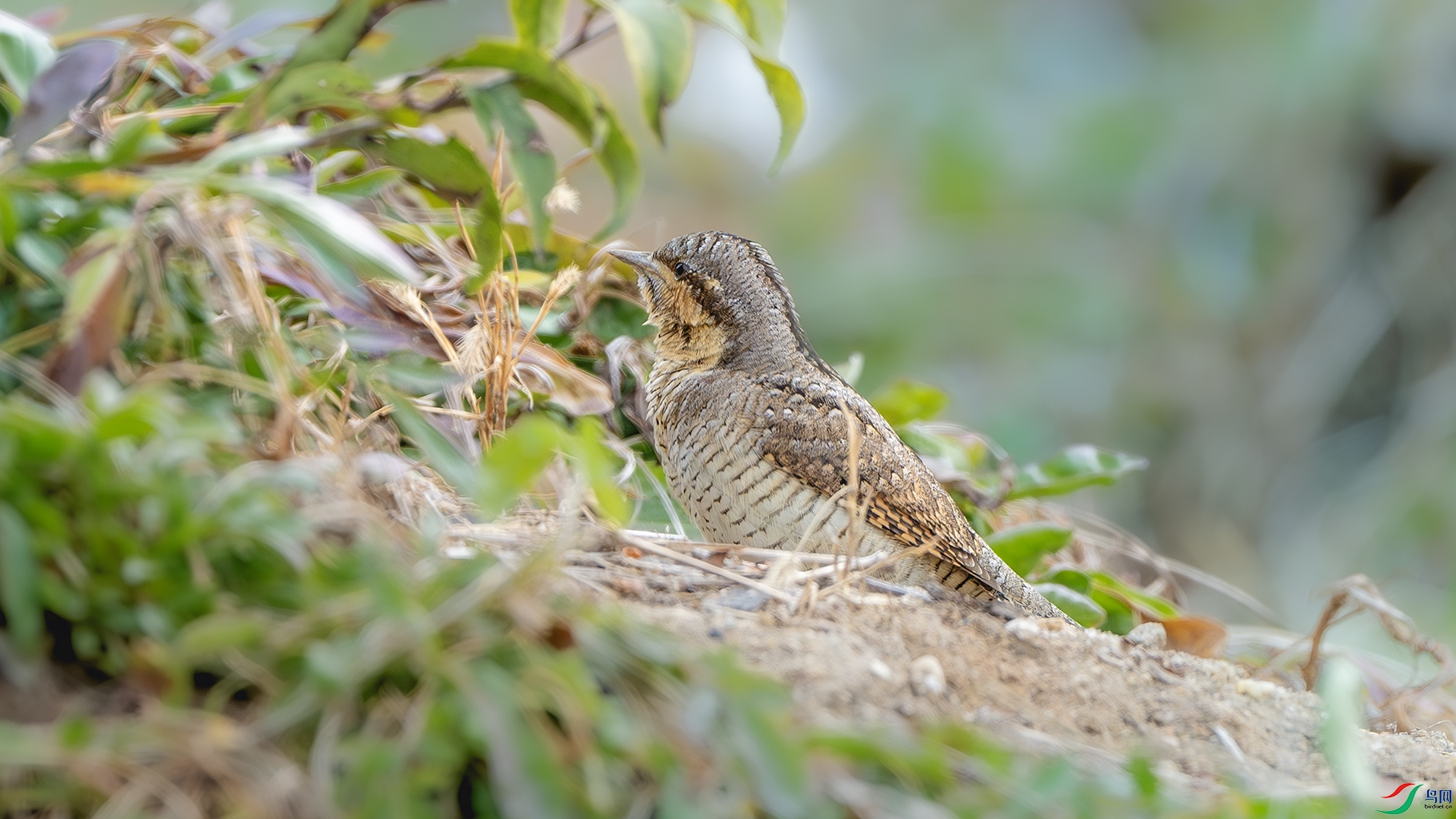 DSC_5891-����ǿ-NR ����.jpg