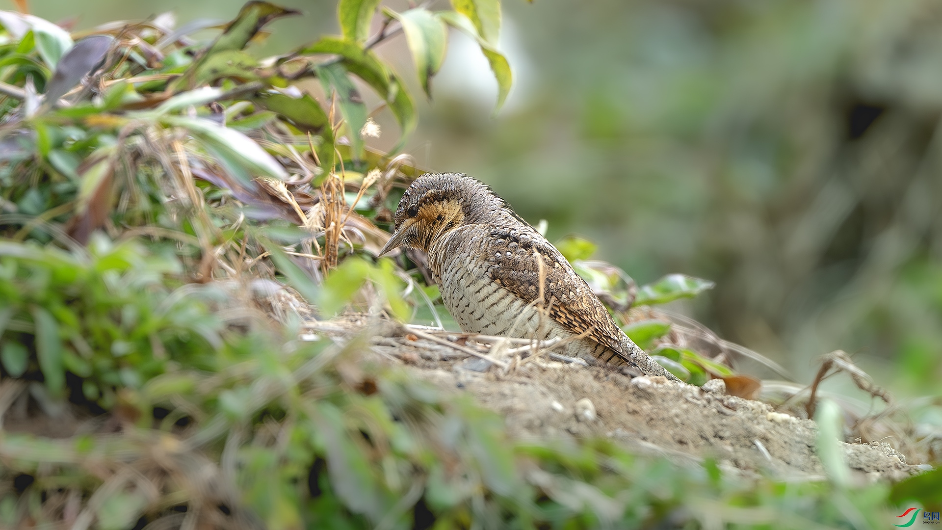 DSC_5895-����ǿ-NR ����.jpg