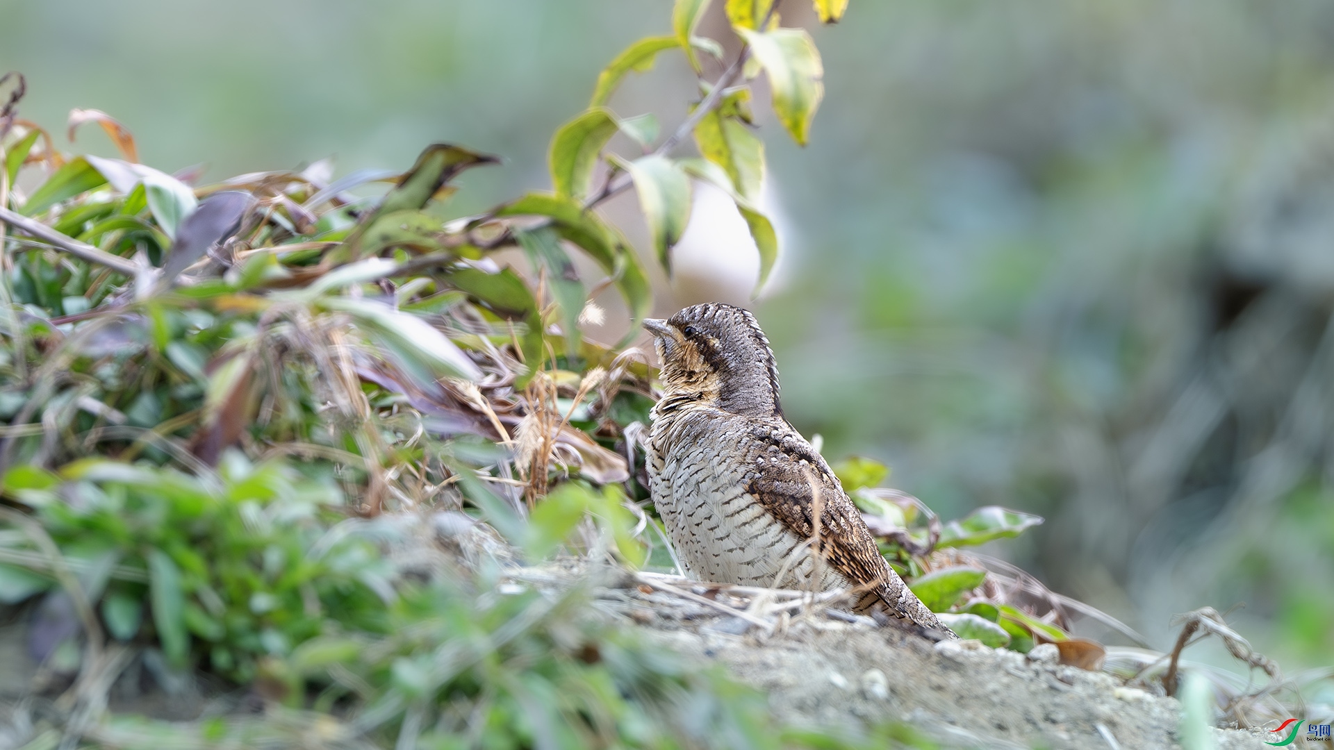 DSC_5906-����ǿ-NR ����.jpg