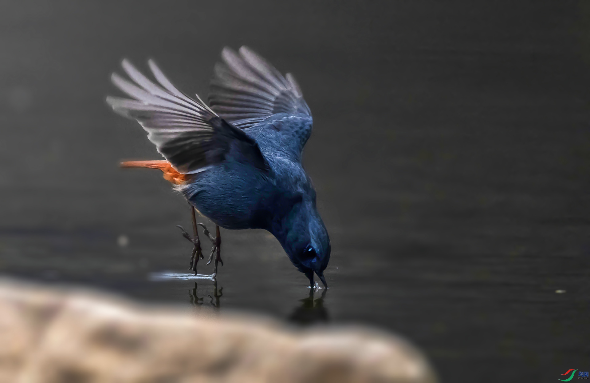 DSC_5904 -----11  .jpg