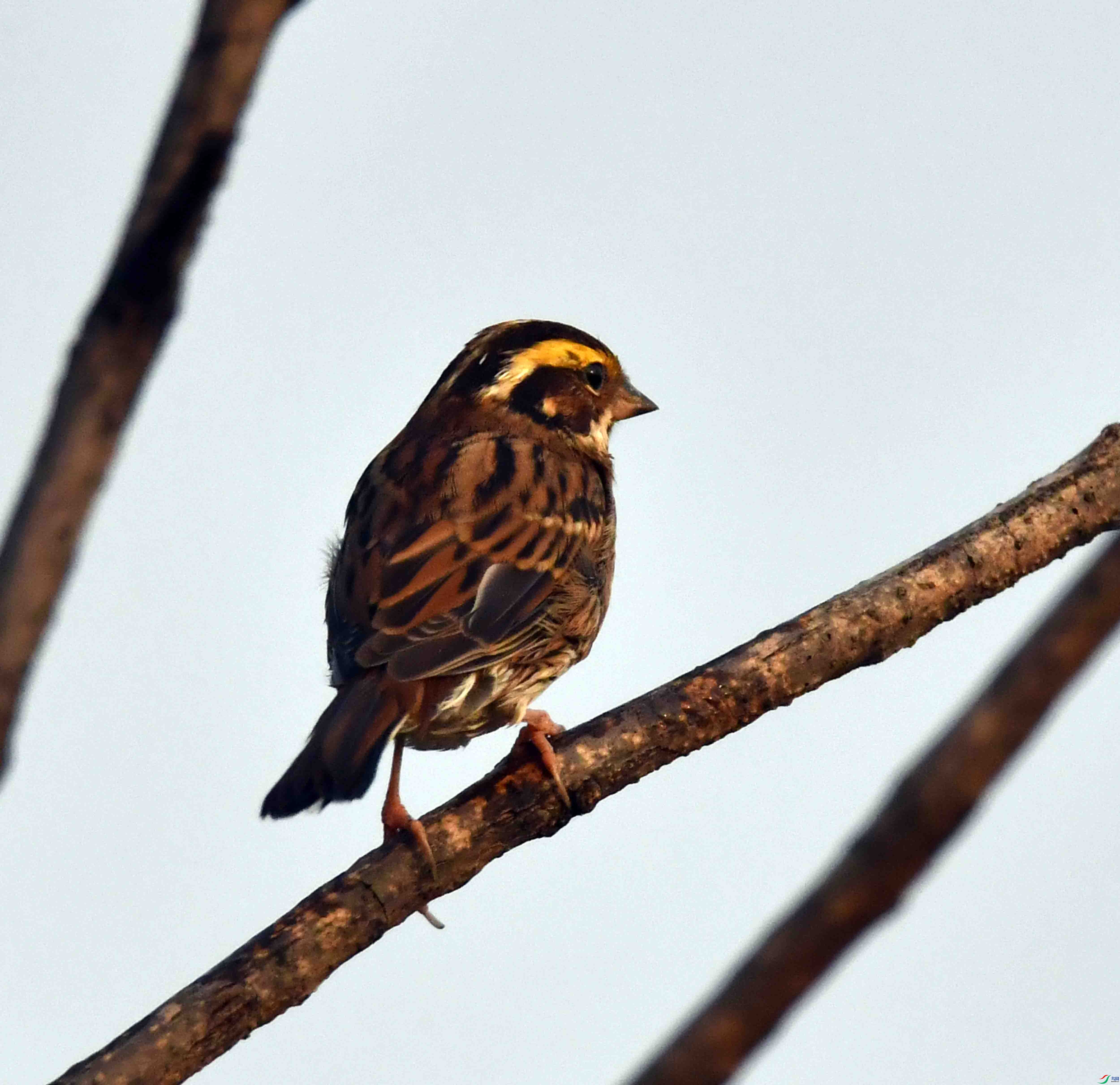 DSC_4268.JPG