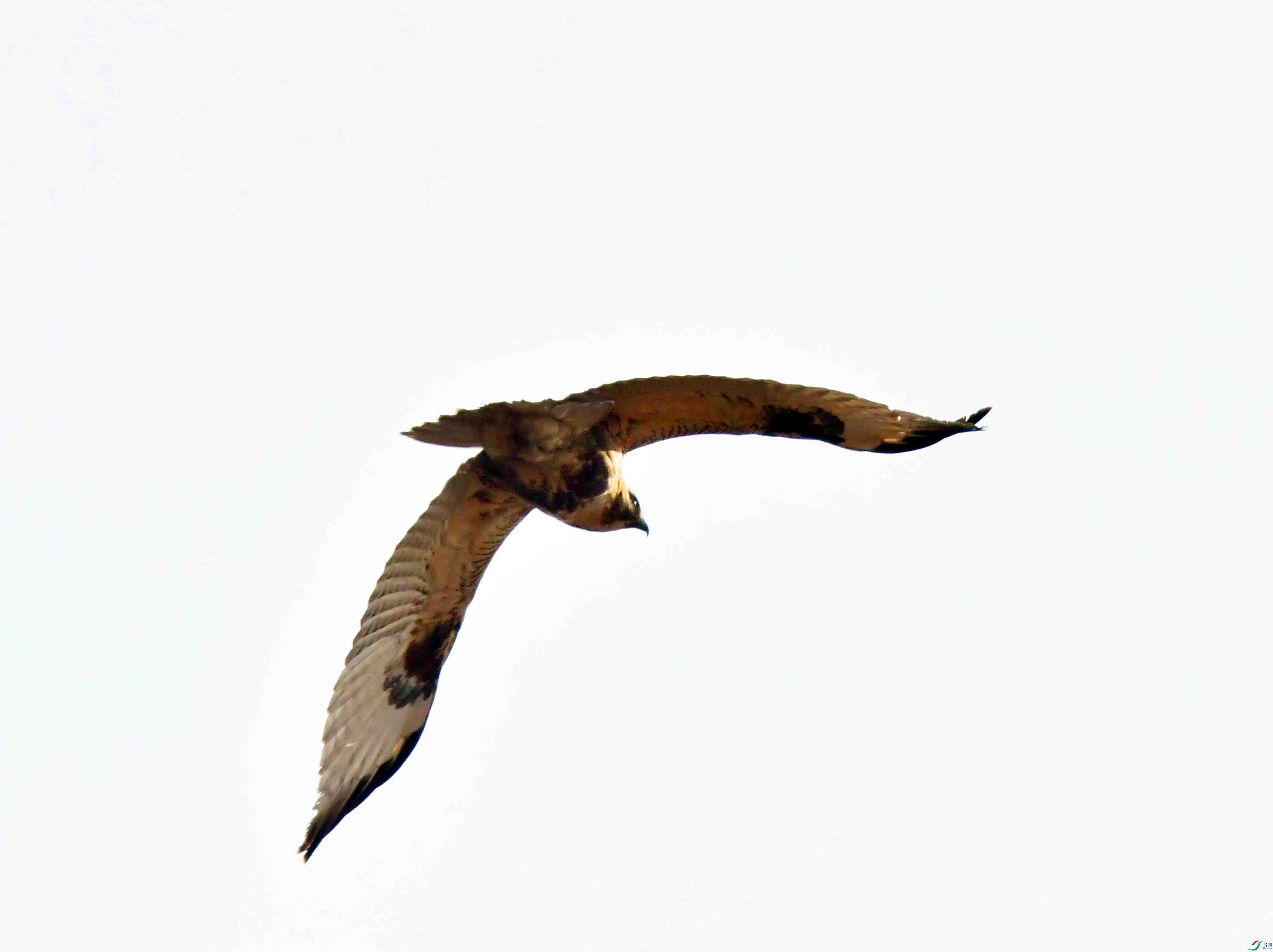 DSC_6930.JPG