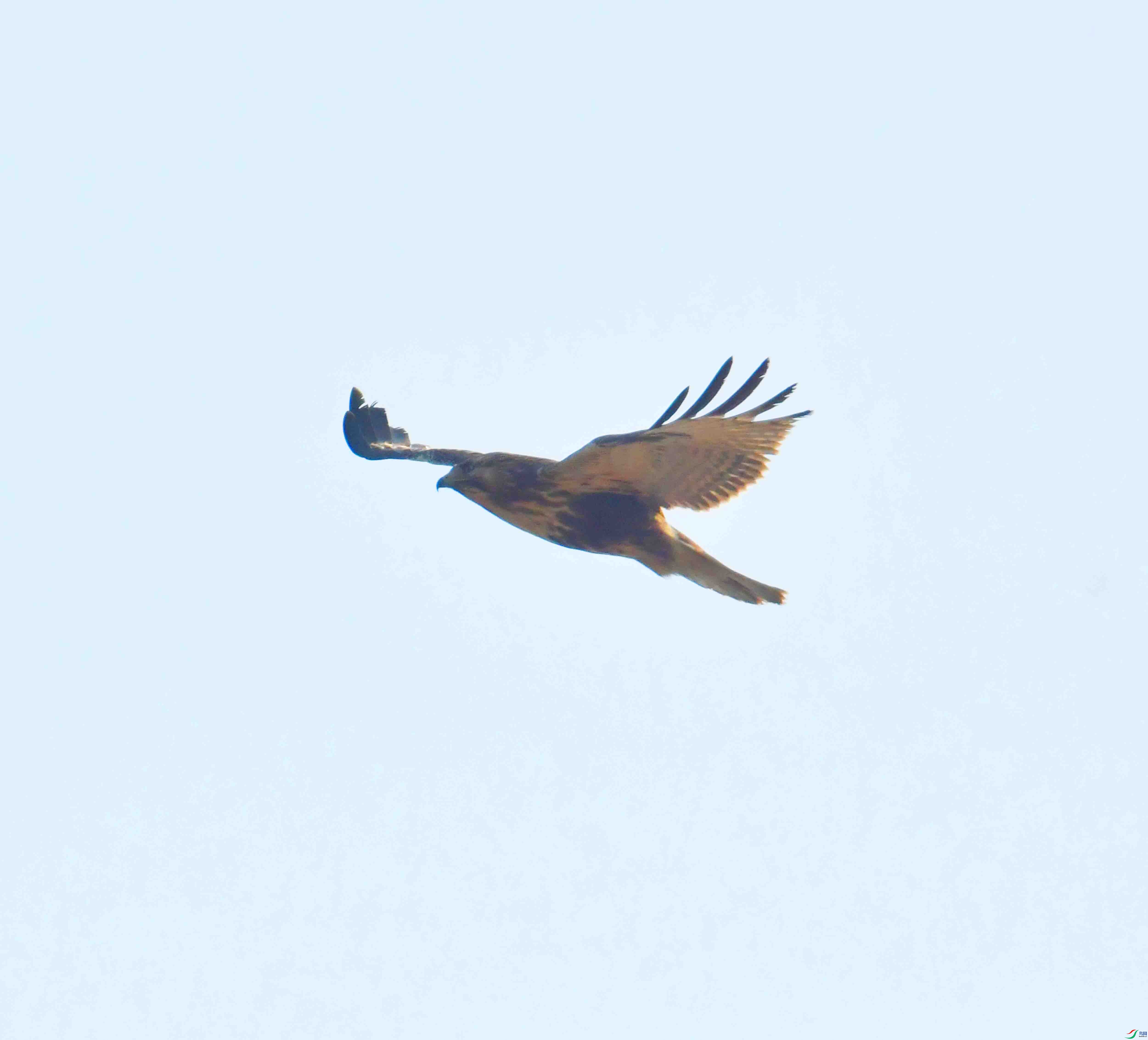 DSC_6948.JPG