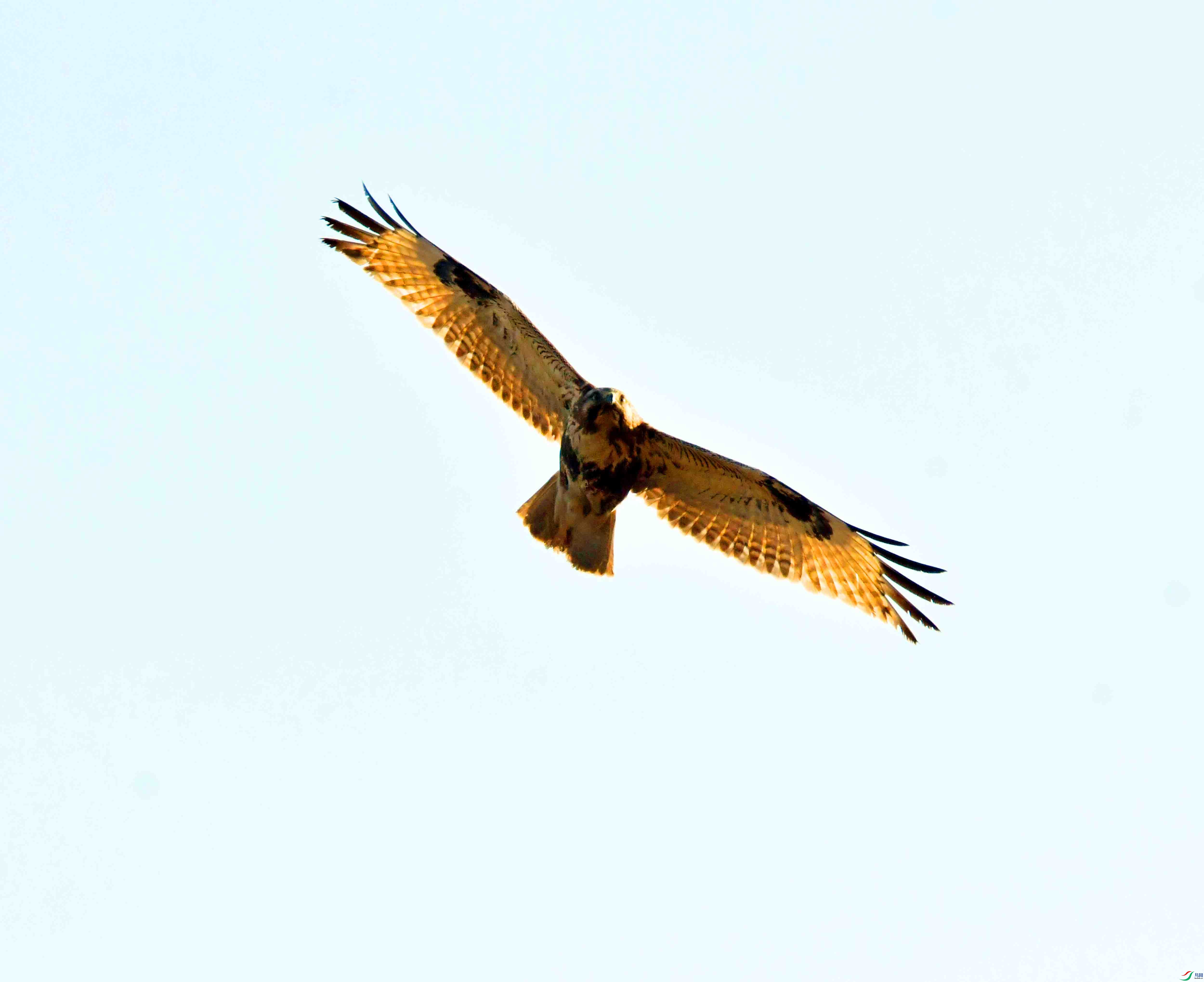 DSC_6954.JPG