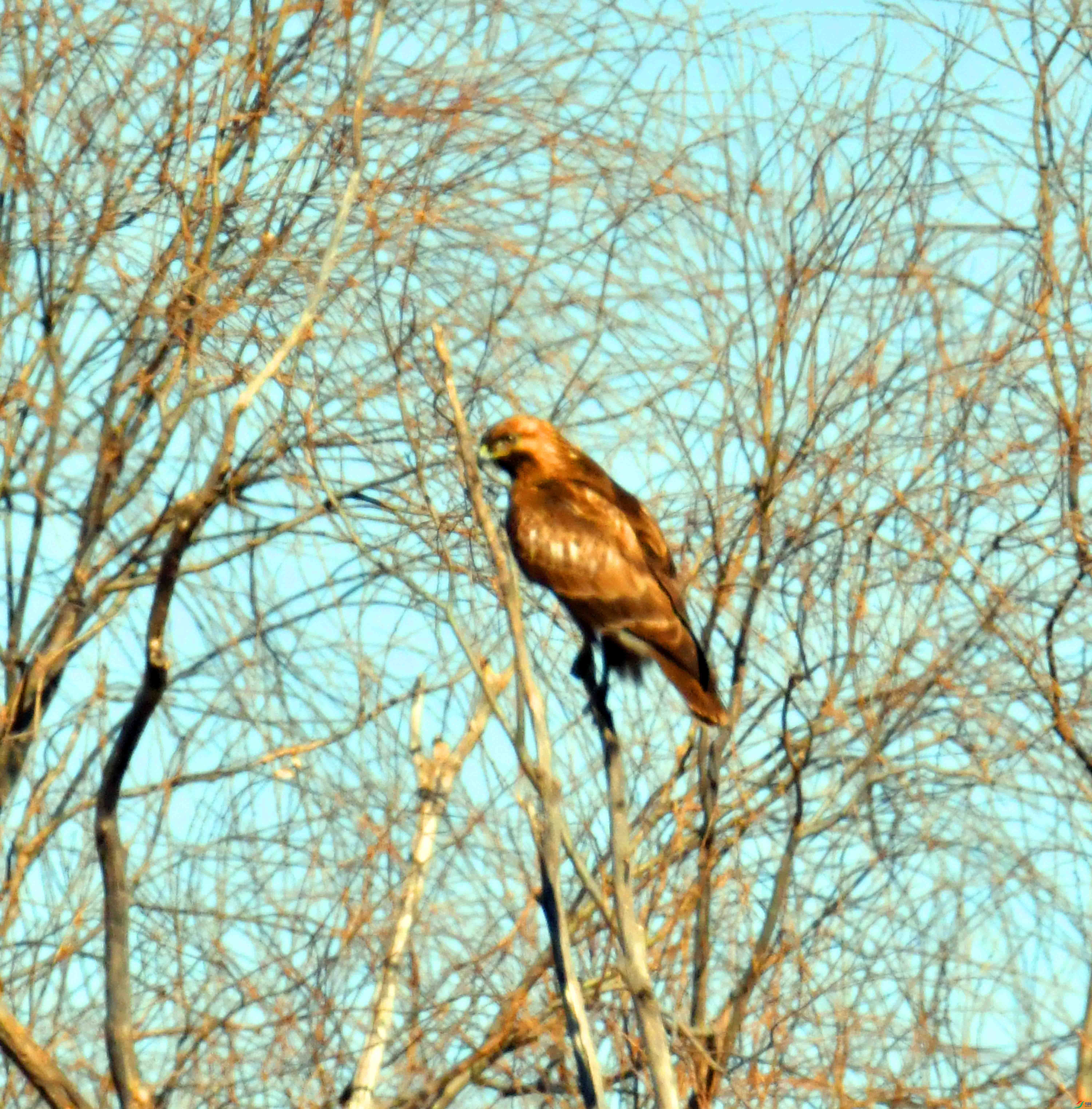 DSC_7926.JPG