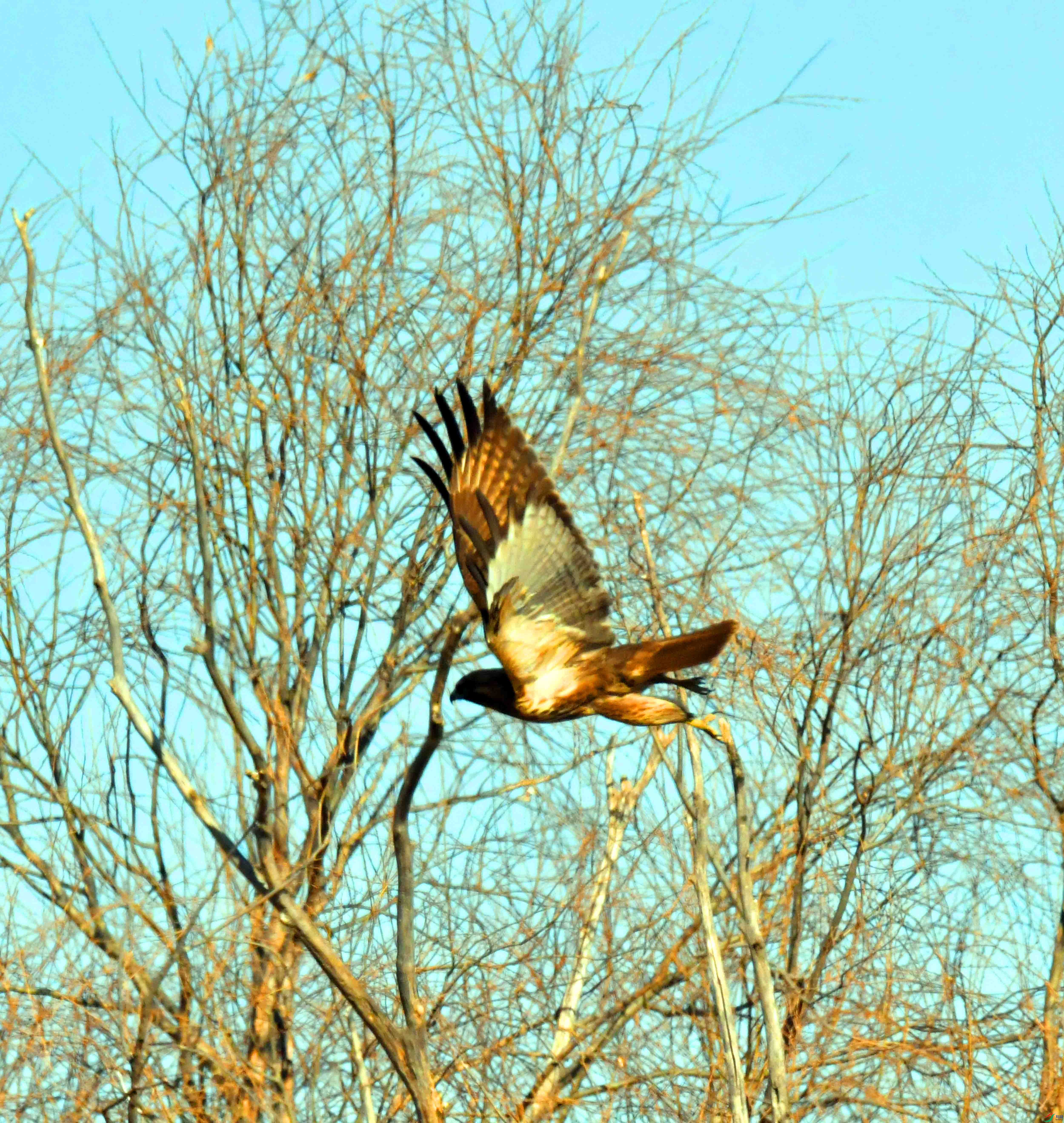 DSC_7938.JPG