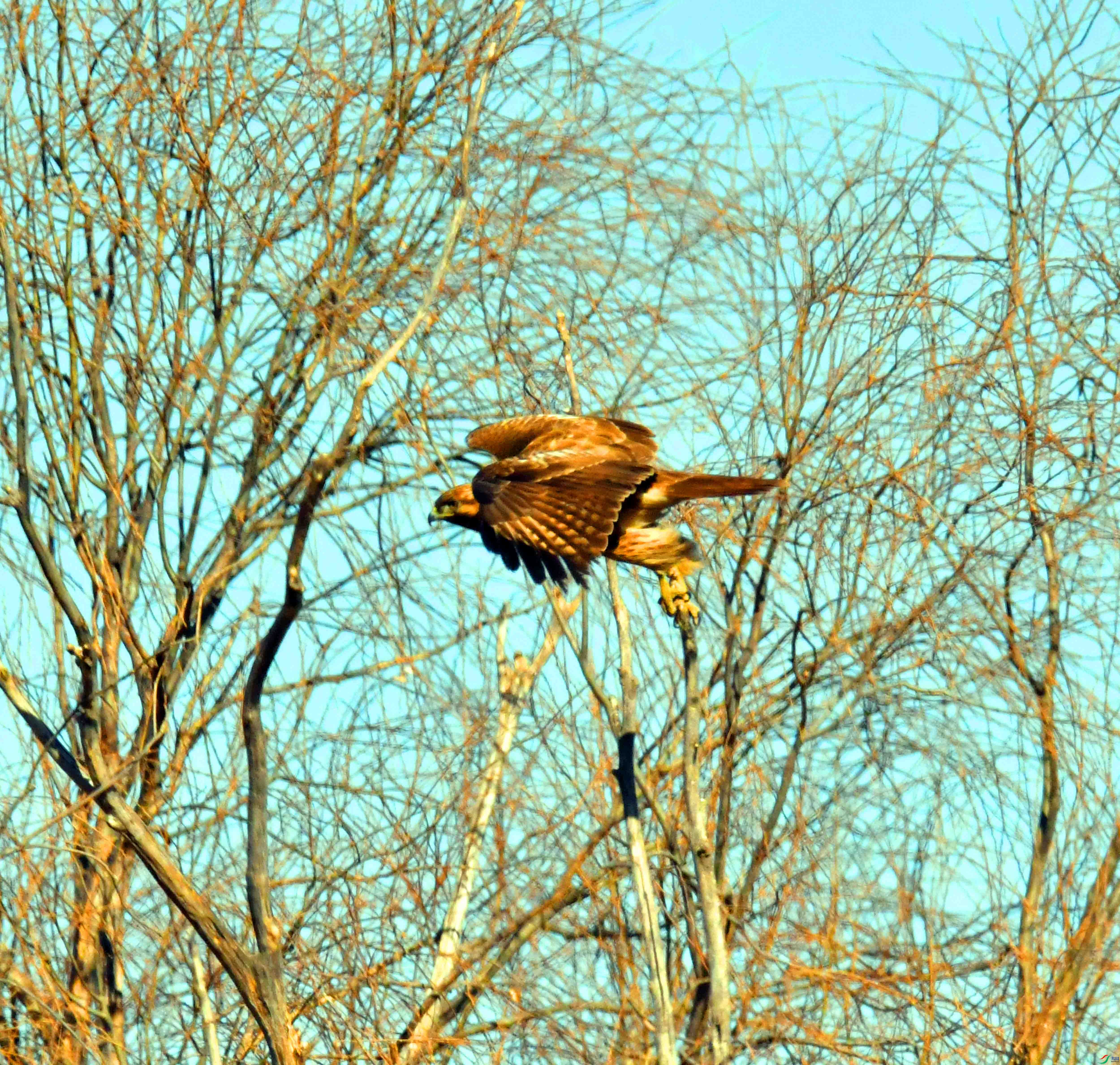 DSC_7937.JPG