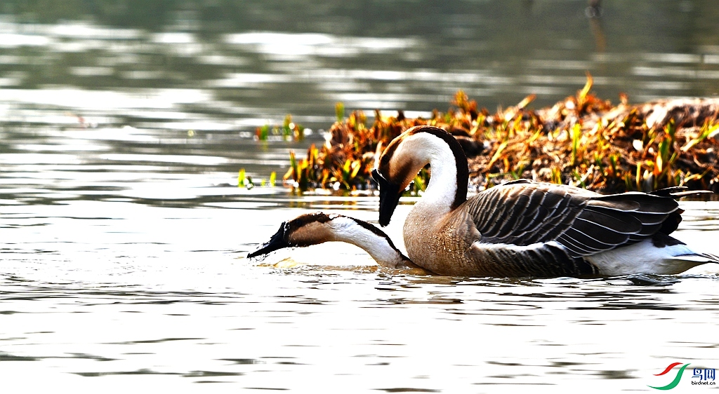 DSC_7784.JPG