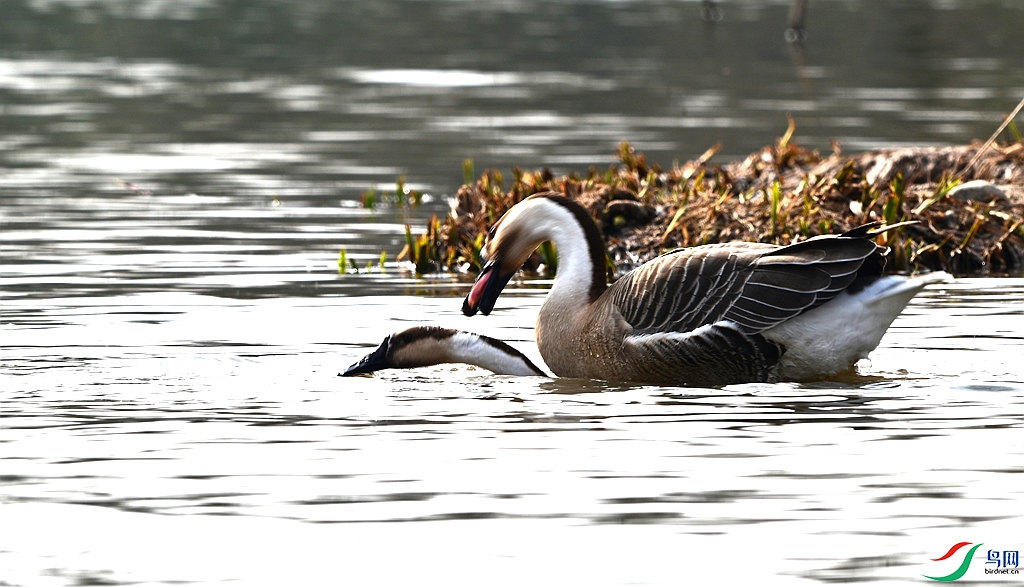 DSC_7787.JPG
