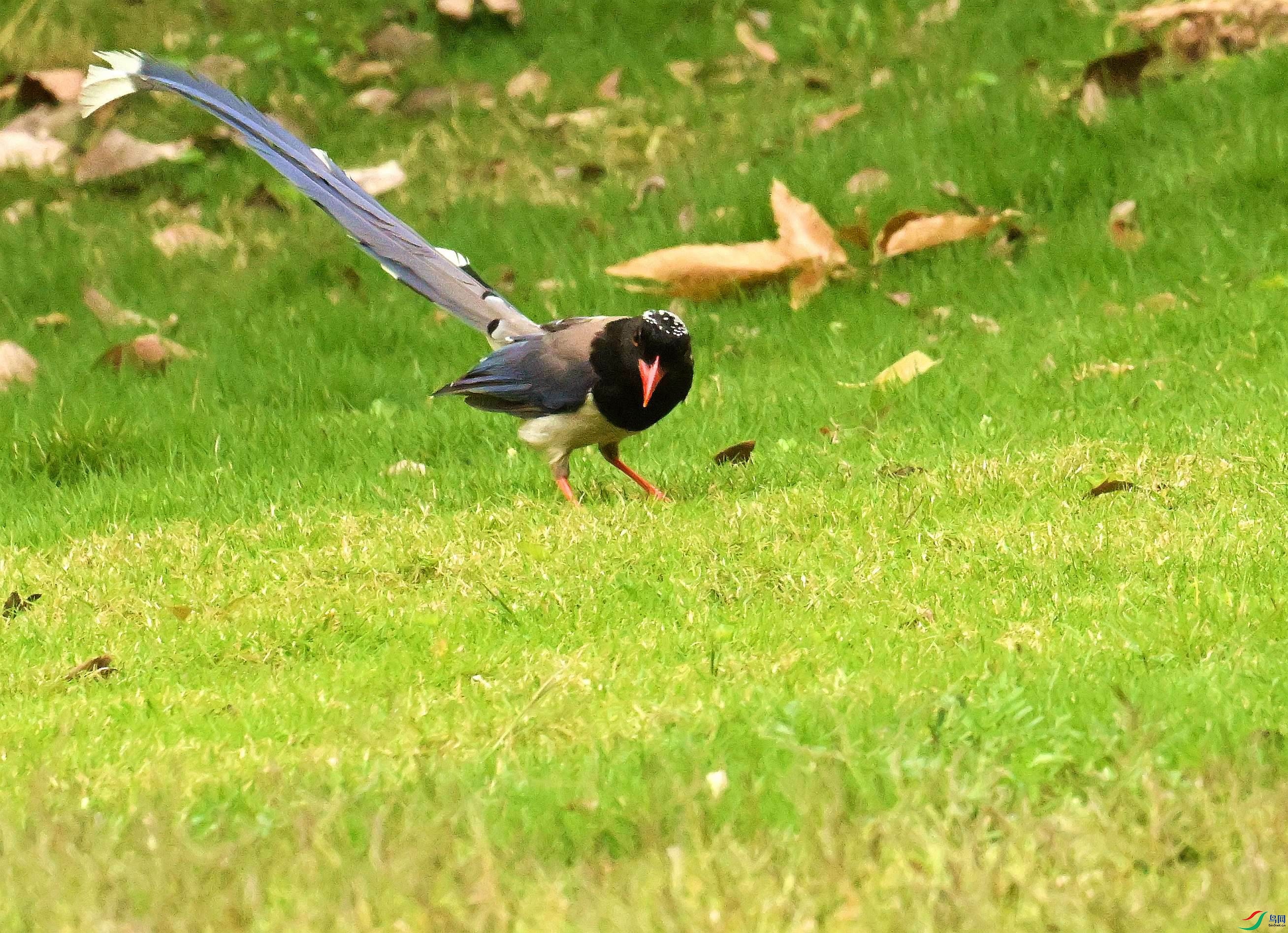 DSC_7999.JPG