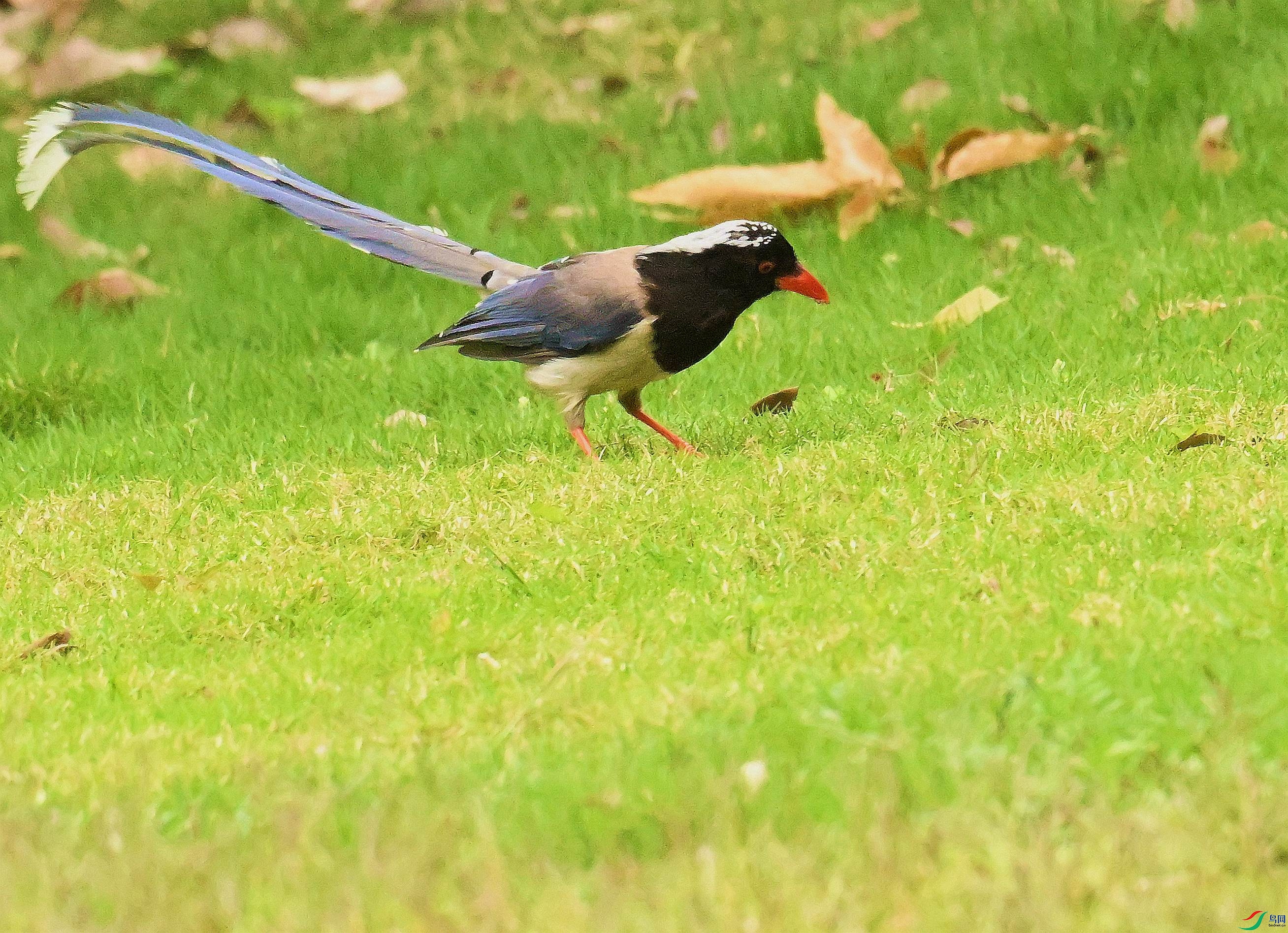 DSC_8007.JPG