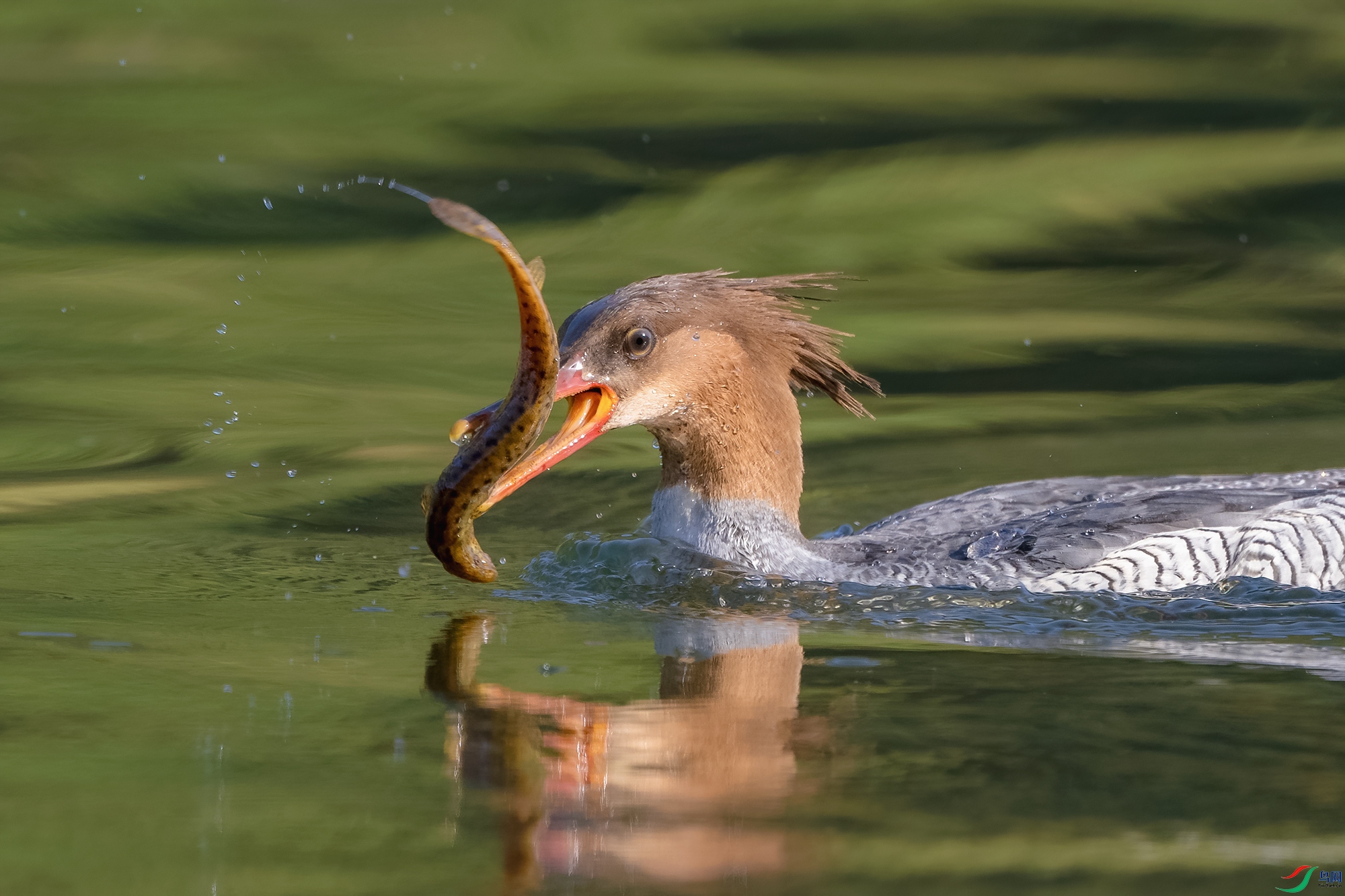 DSC_5645 ����.jpg