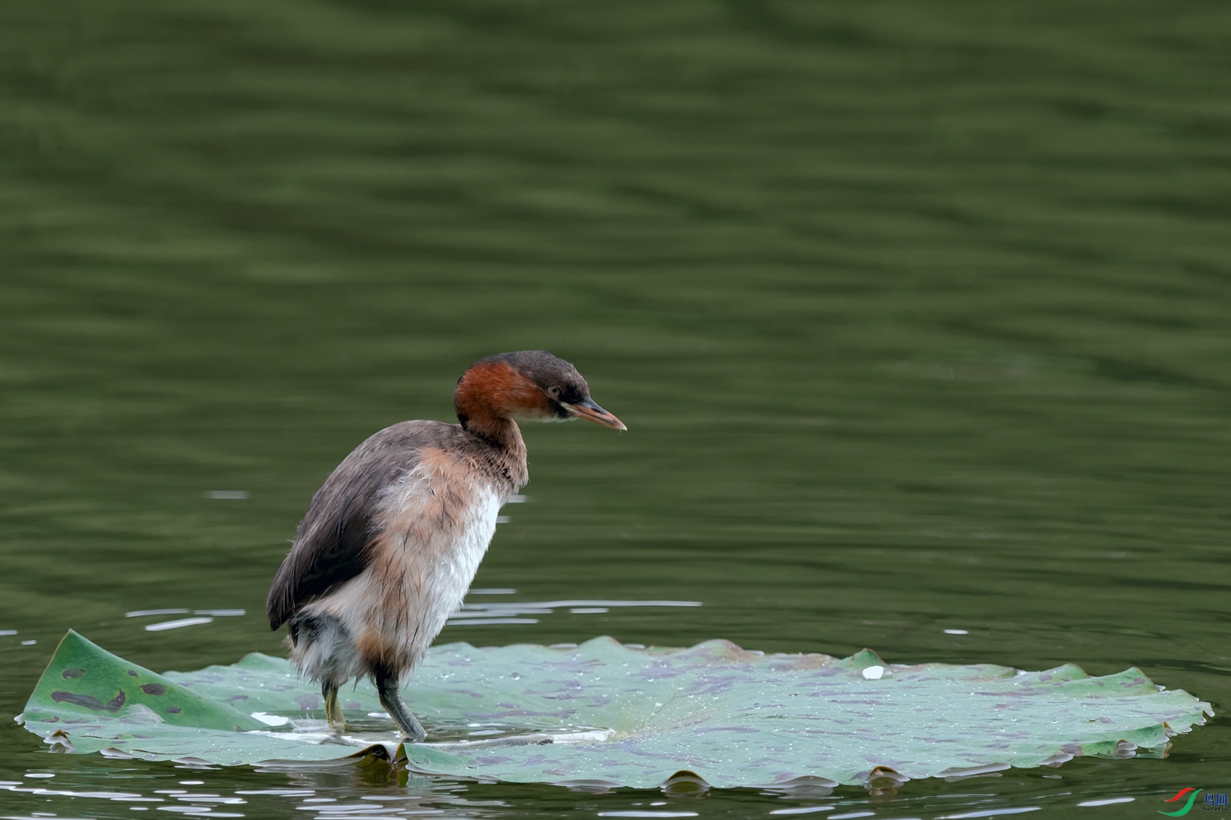 1DSC_1815_DxOa.jpg
