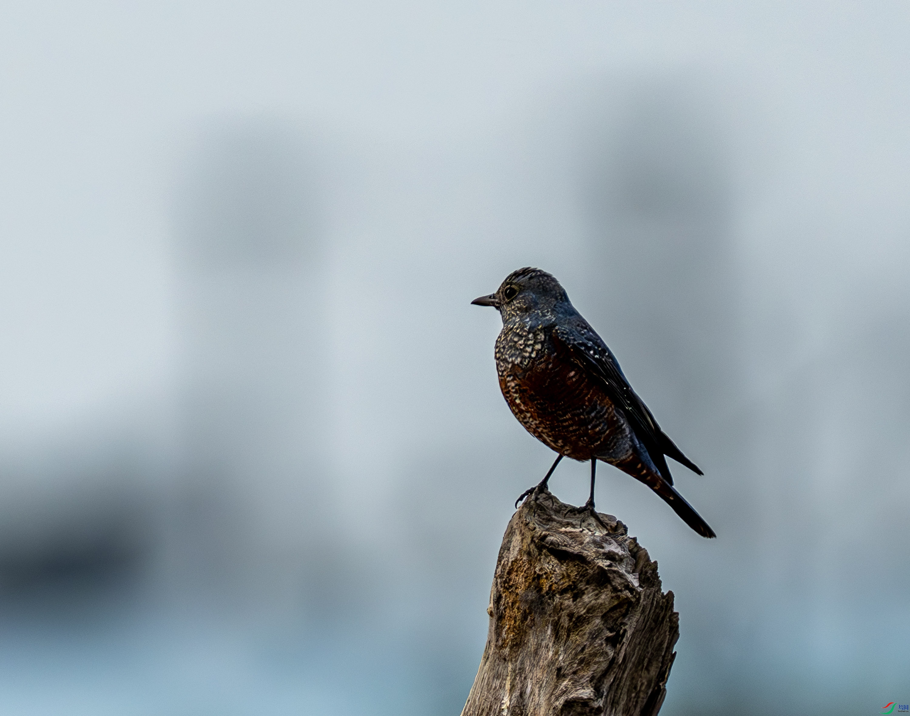 �����-01-4.jpg