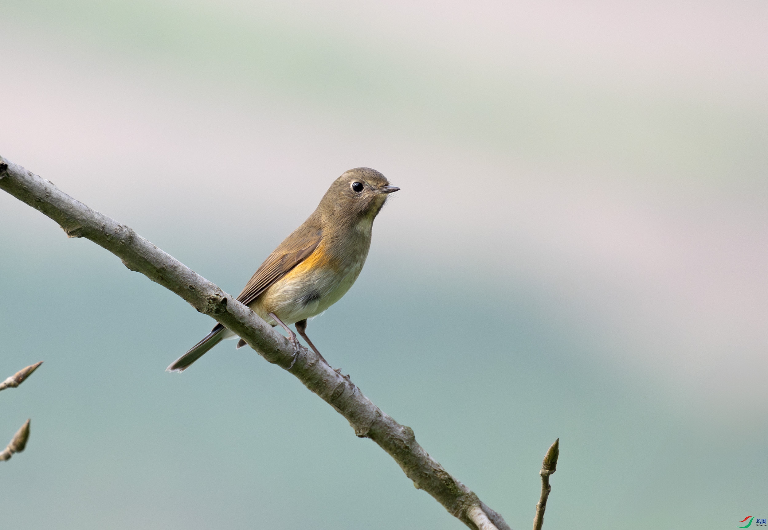 G47A0928-����ǿ-NR ����.jpg