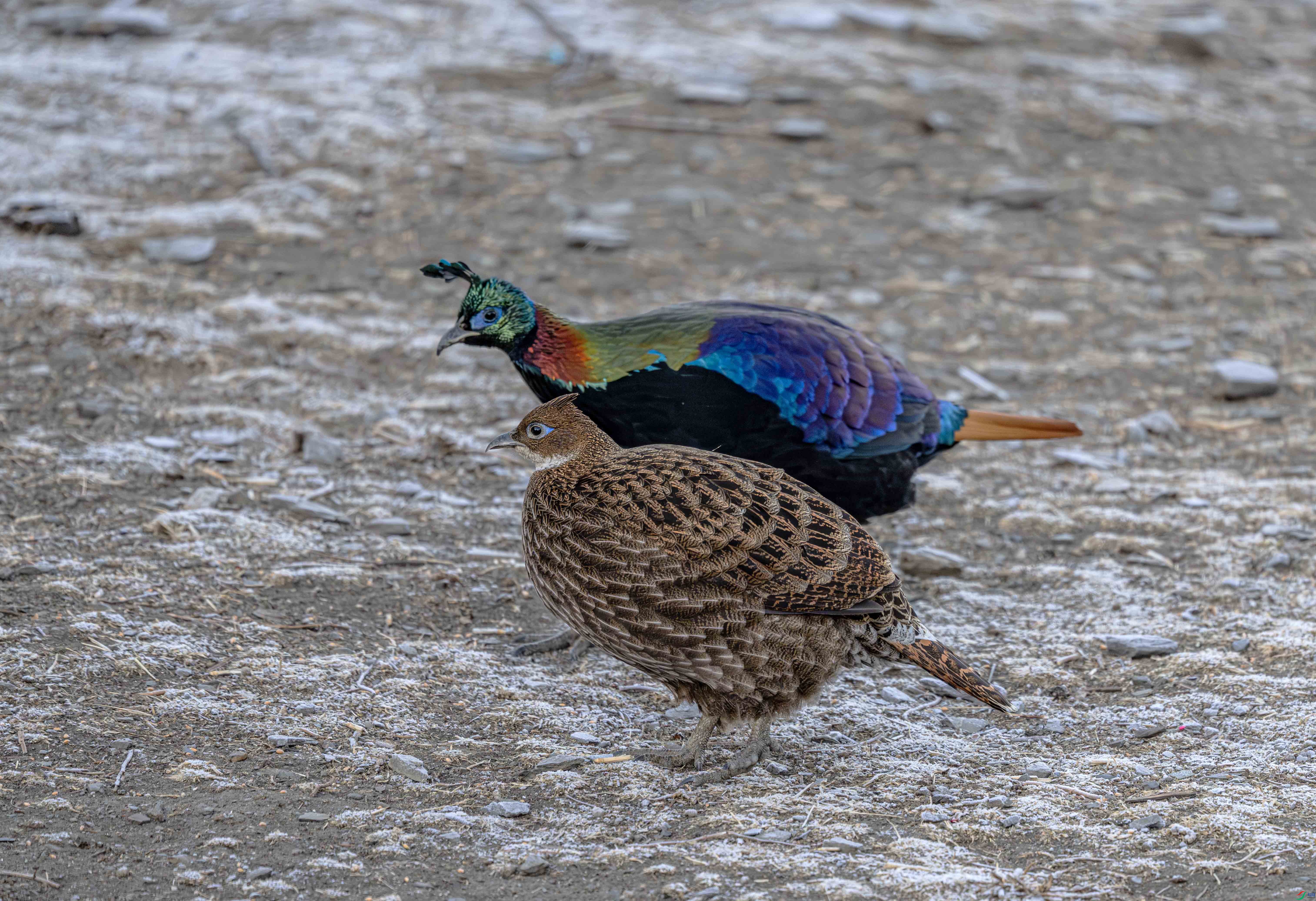 DSC_5249 ����.jpg