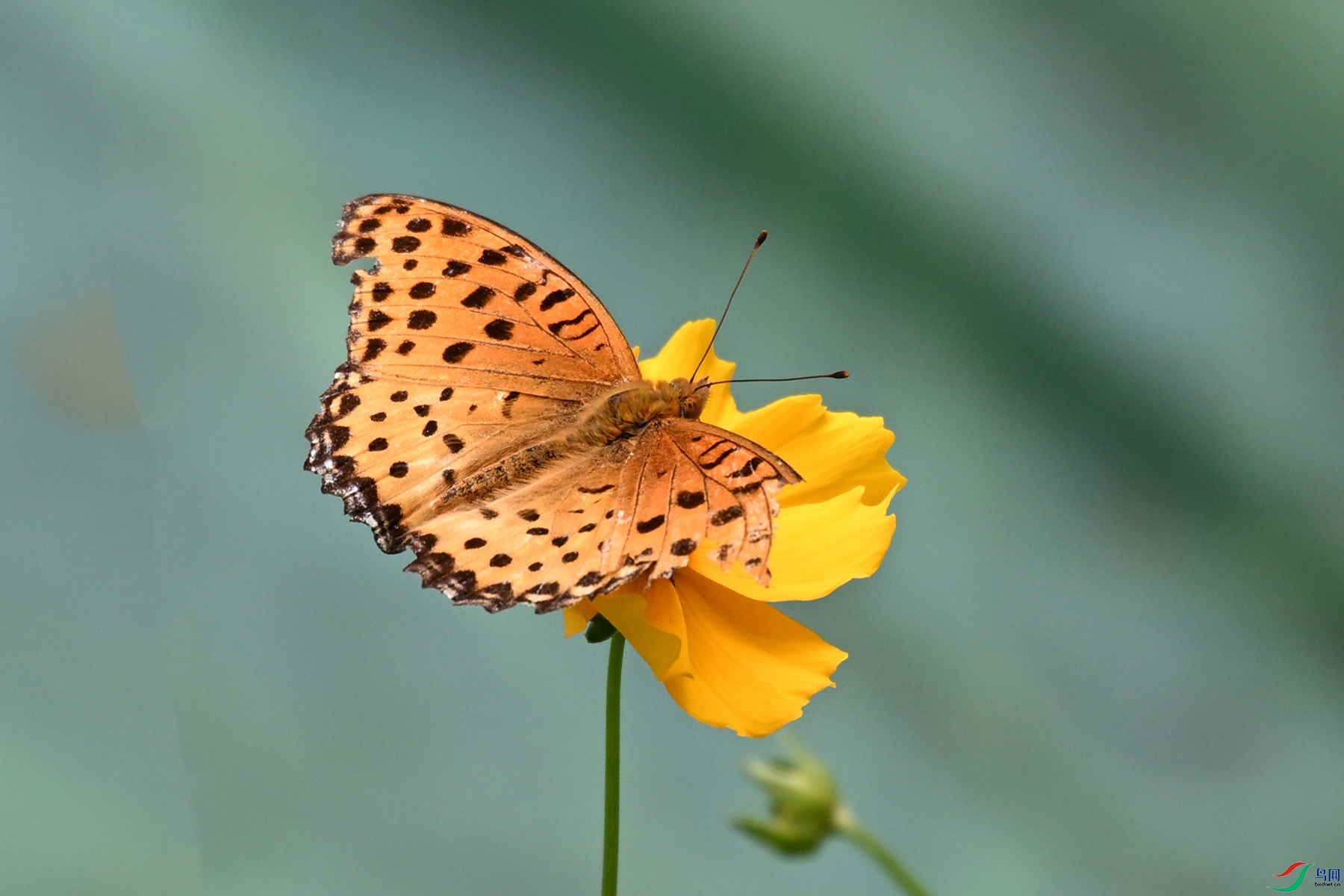 DSC_1603.JPG
