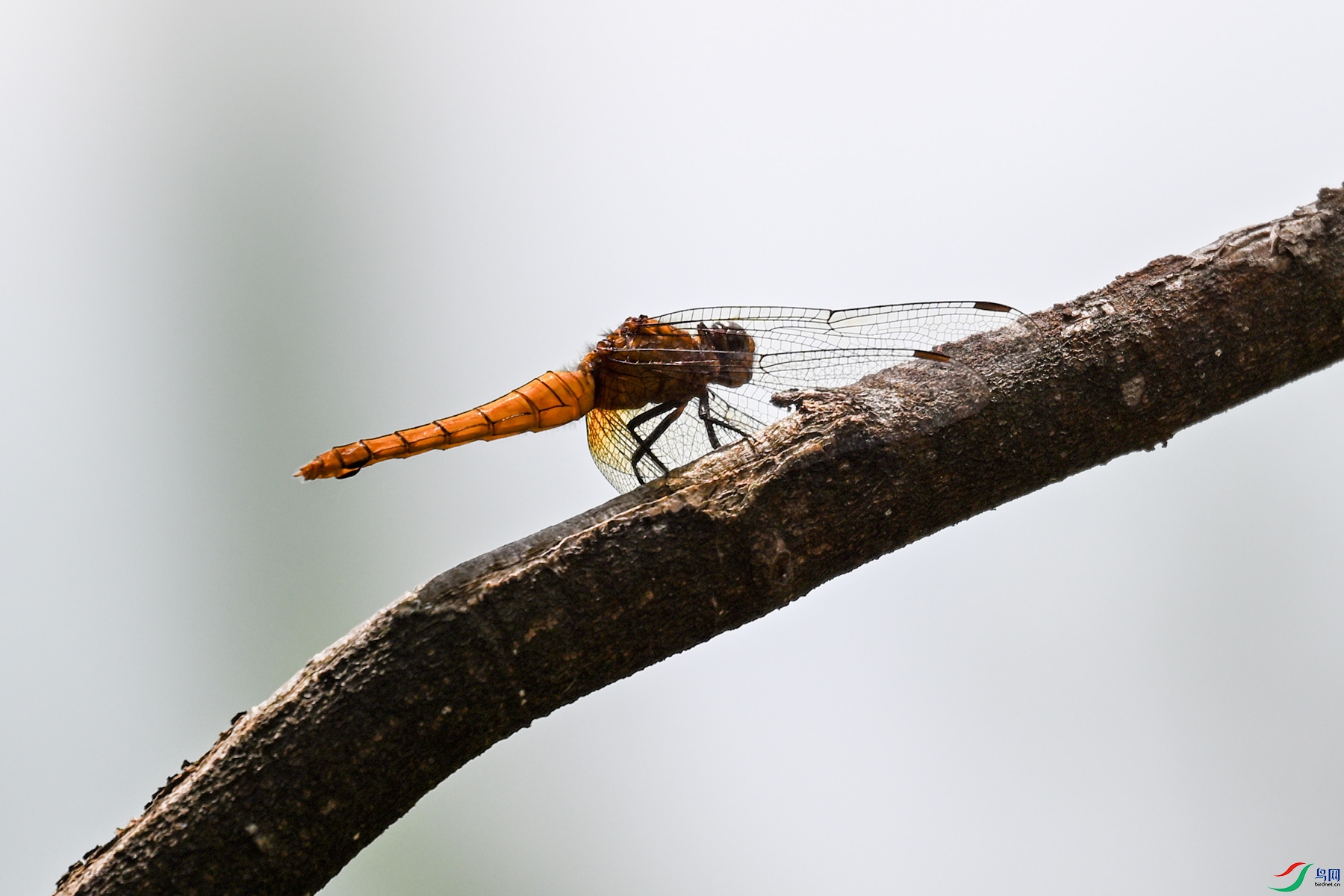 DSC_1598.JPG