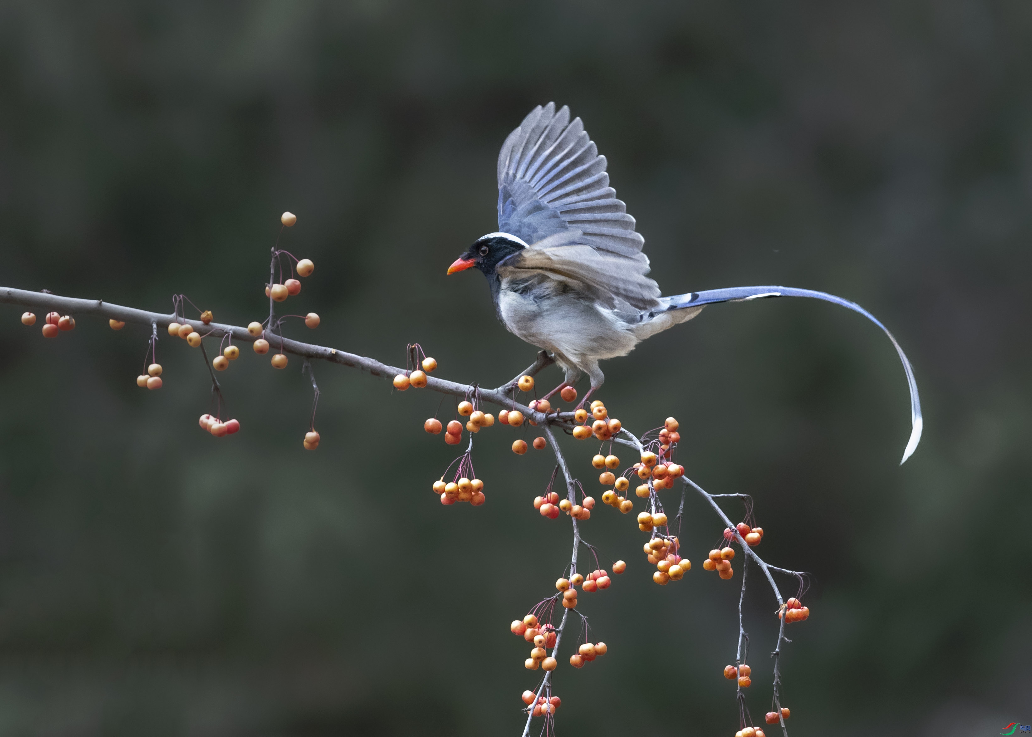 ������ȵ