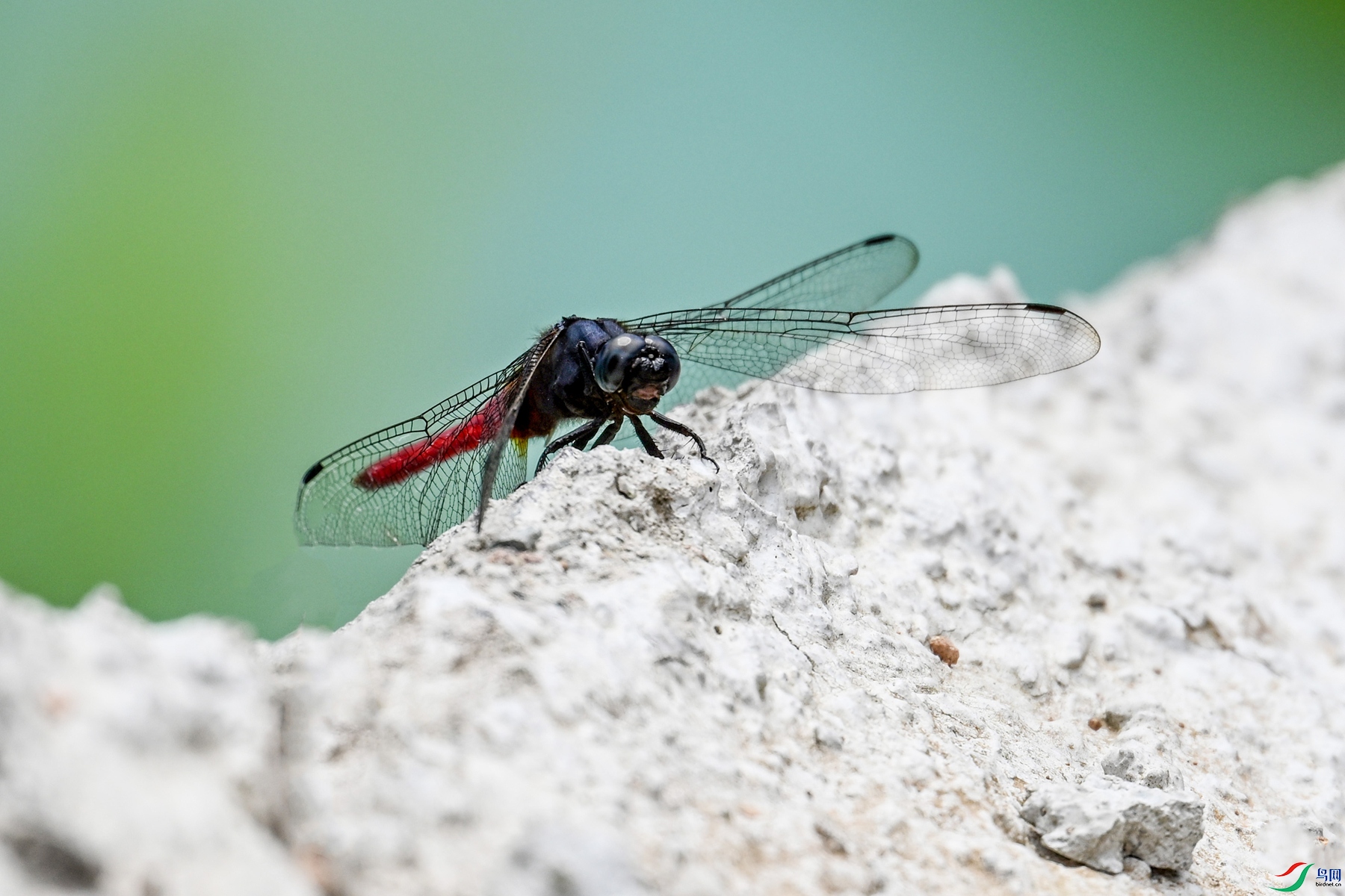 DSC_1620.JPG