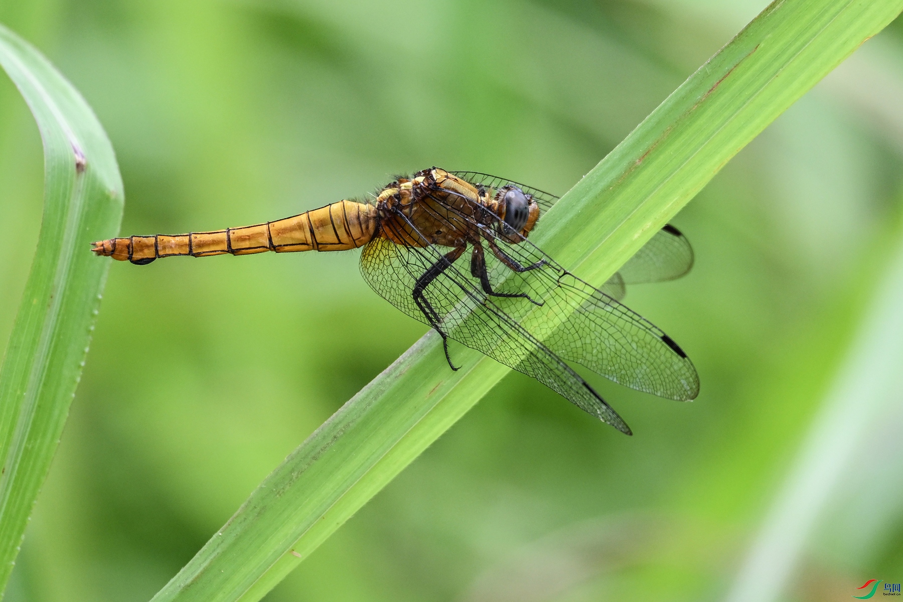 DSC_1731.JPG