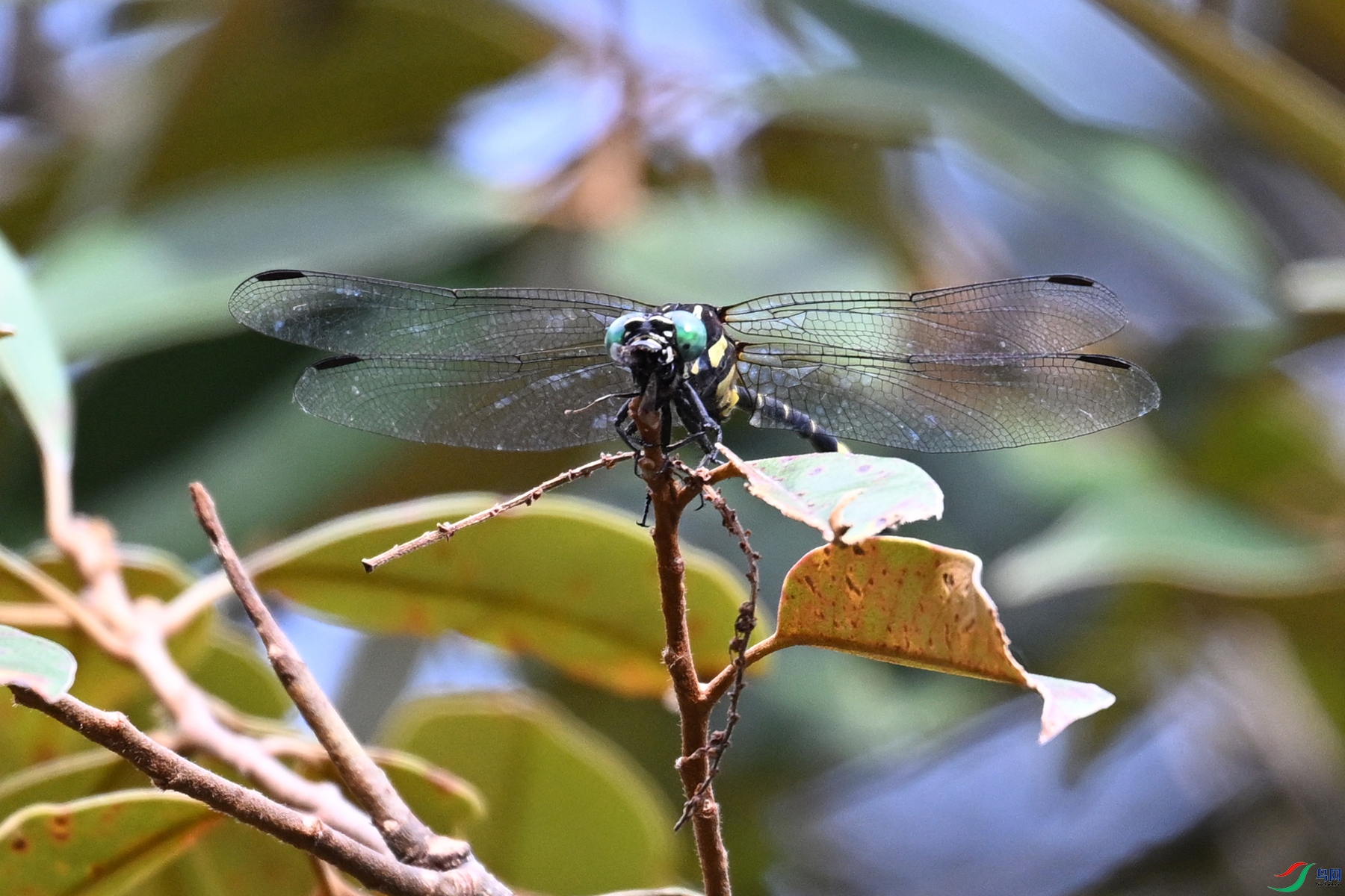 DSC_1751.JPG