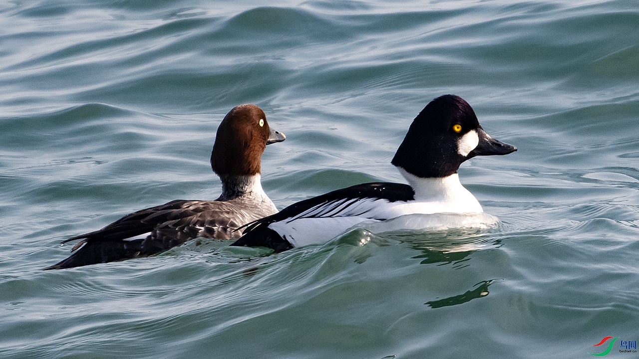 DSC_2357-.jpg