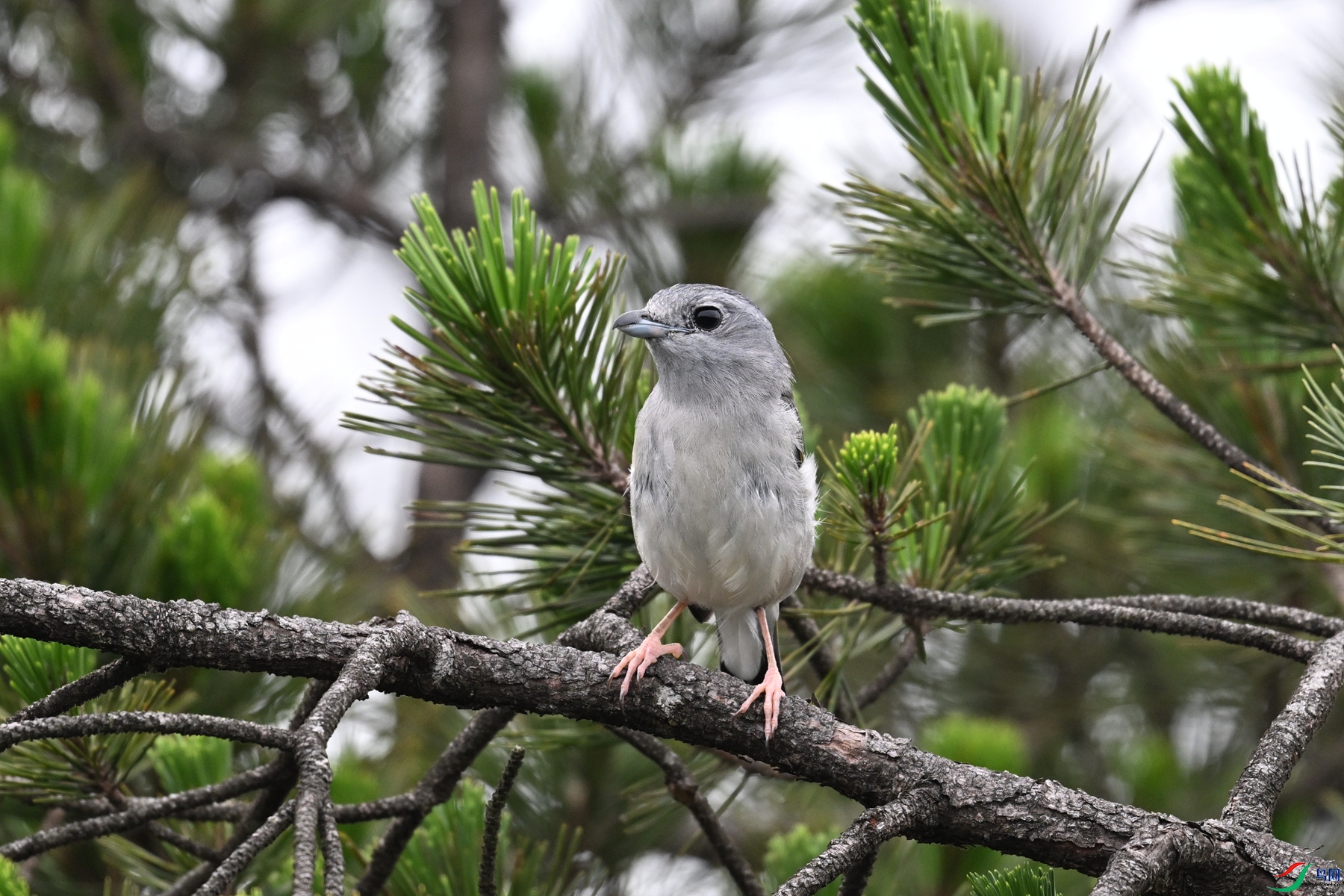 DSC_0753.JPG