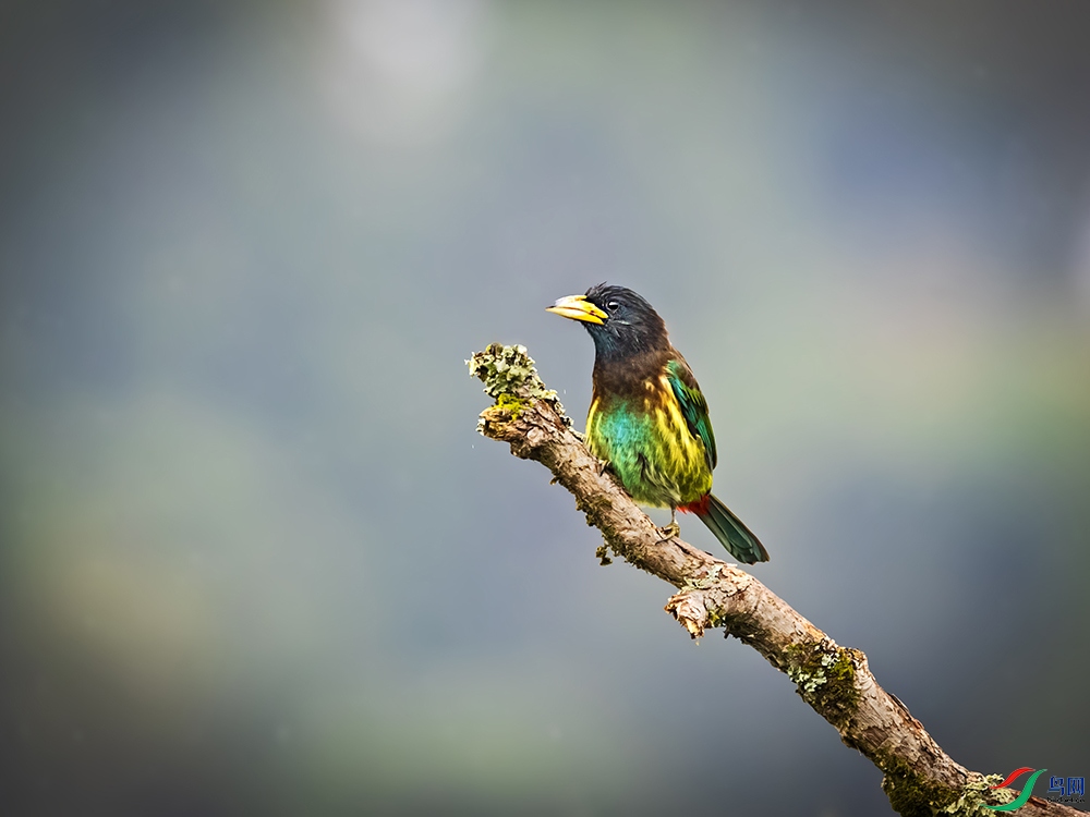 _L4I5984-����ǿ-NR������ľ��-���� ����.jpg