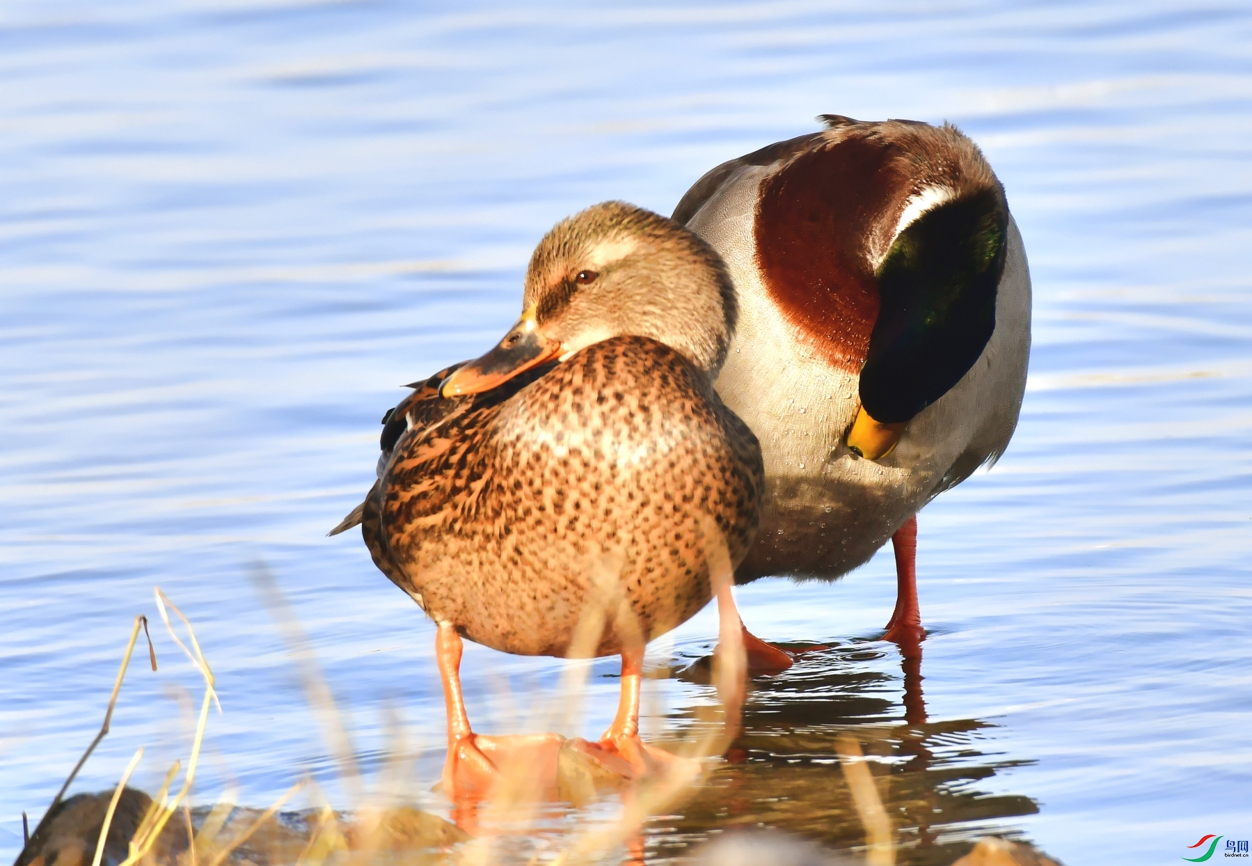 DSC_7801�ƻ���.jpg