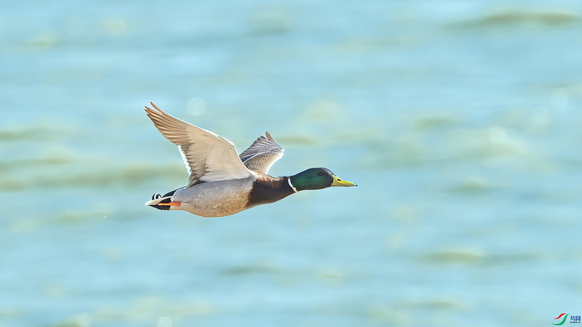 DSC_5624-����ǿ-NR ����.jpg