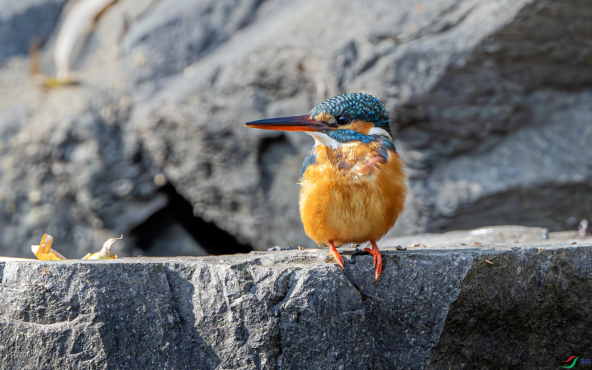 DSC_9016-����ǿ-NR ����.jpg