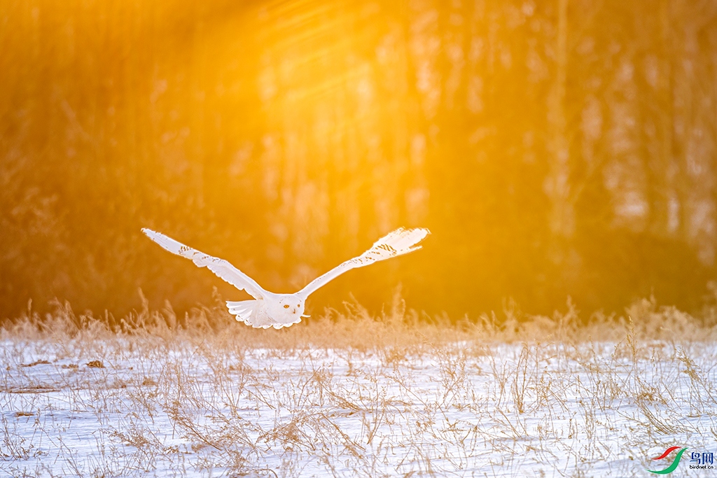 hbfnR3251230 (393).jpg