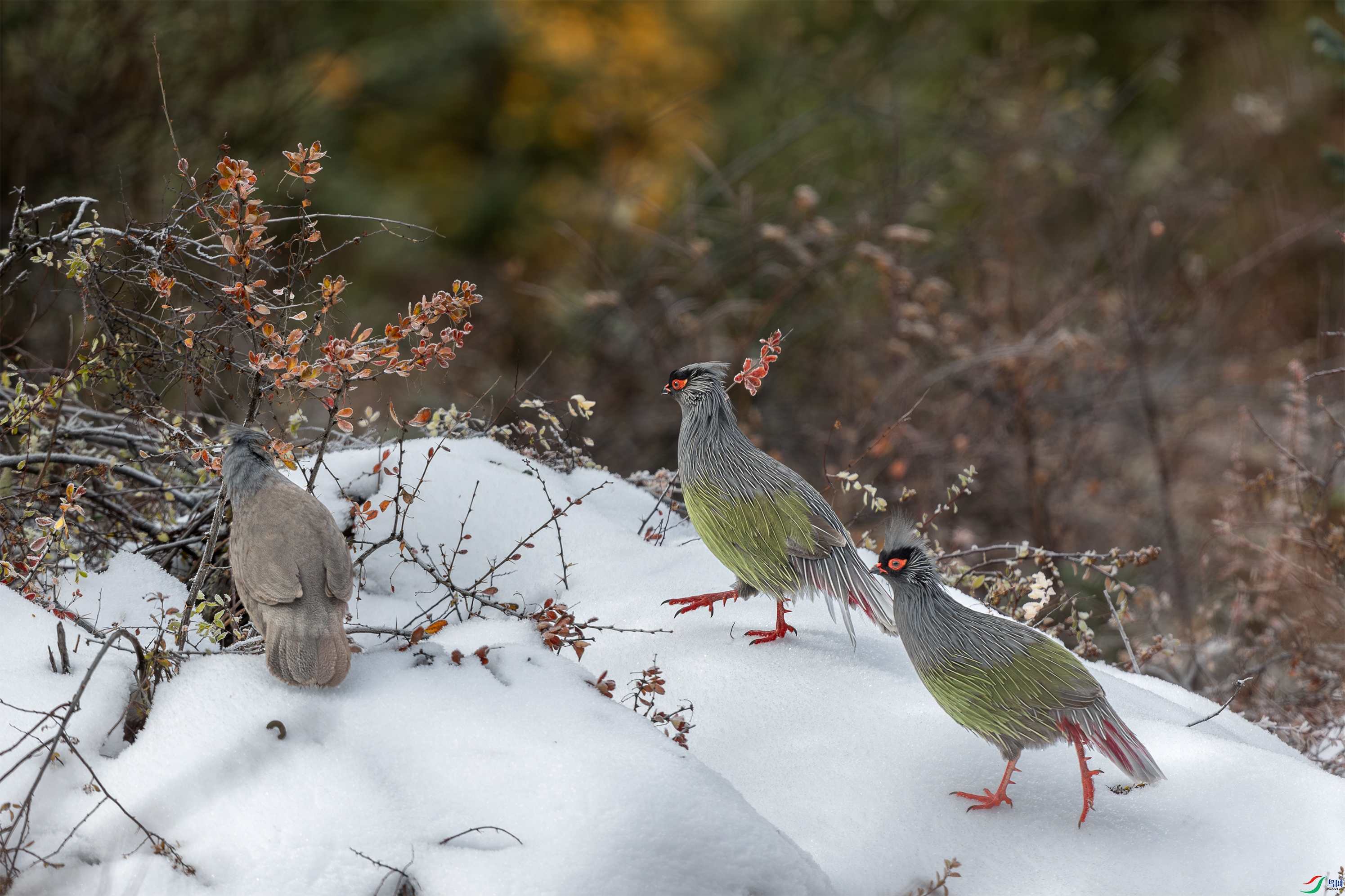 063A9181 ����.jpg