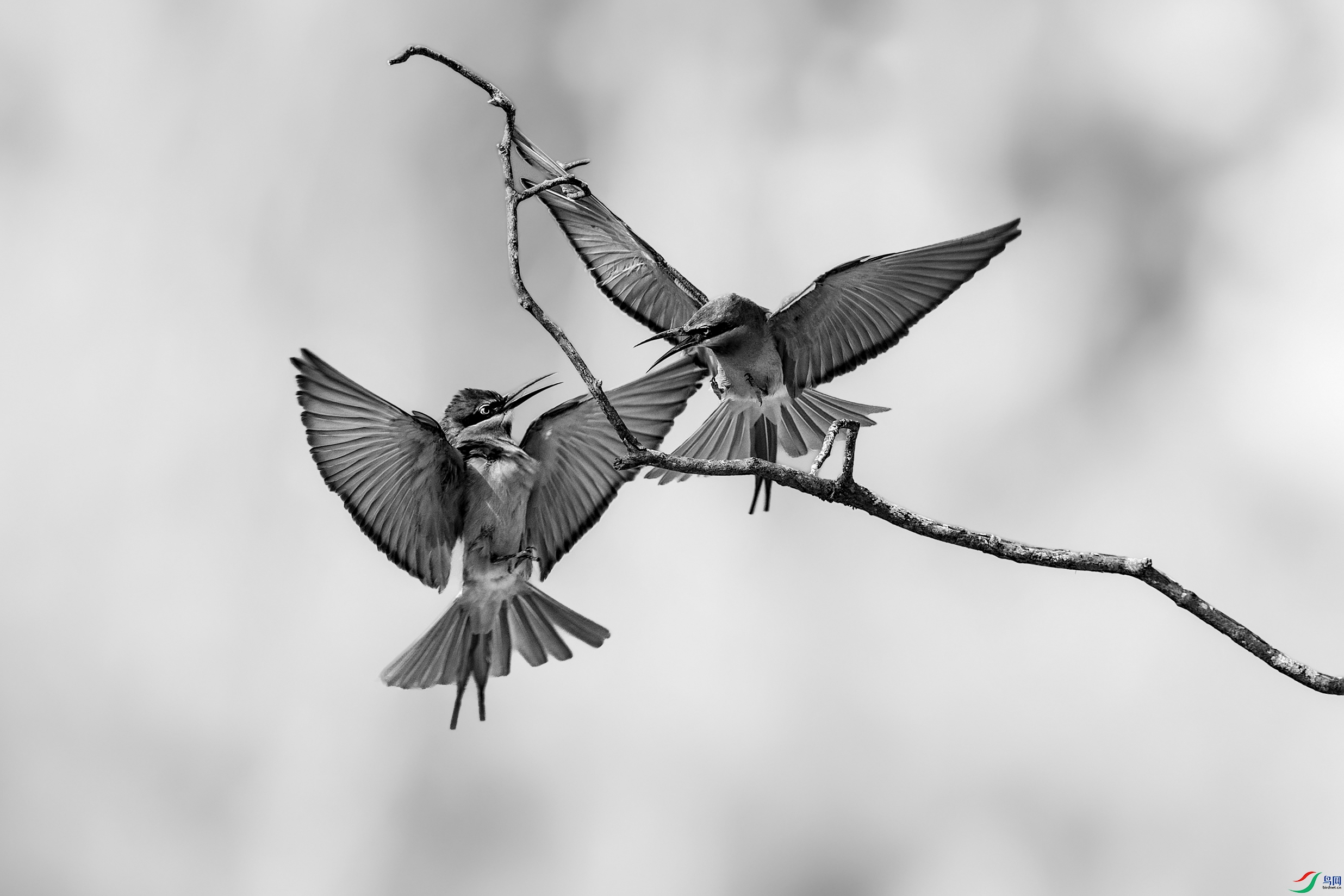 B1I6890.jpg