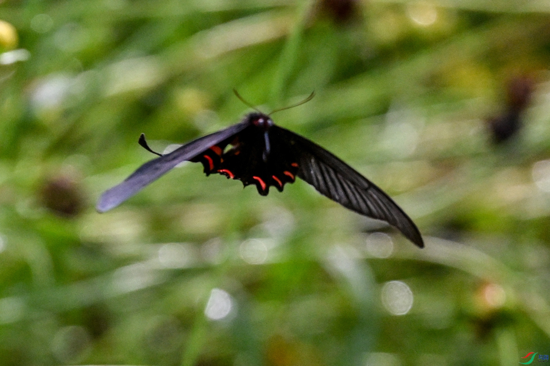 DSC_2079.JPG