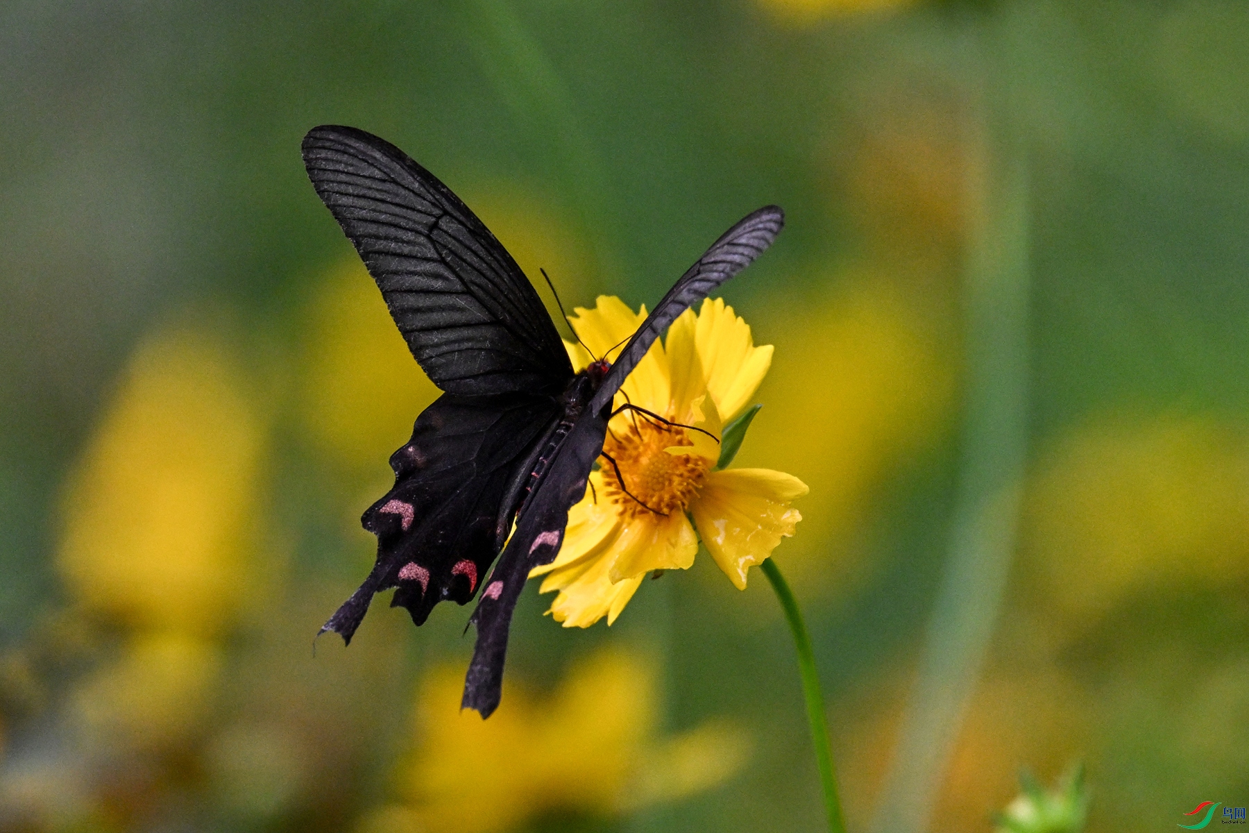 DSC_2105.JPG