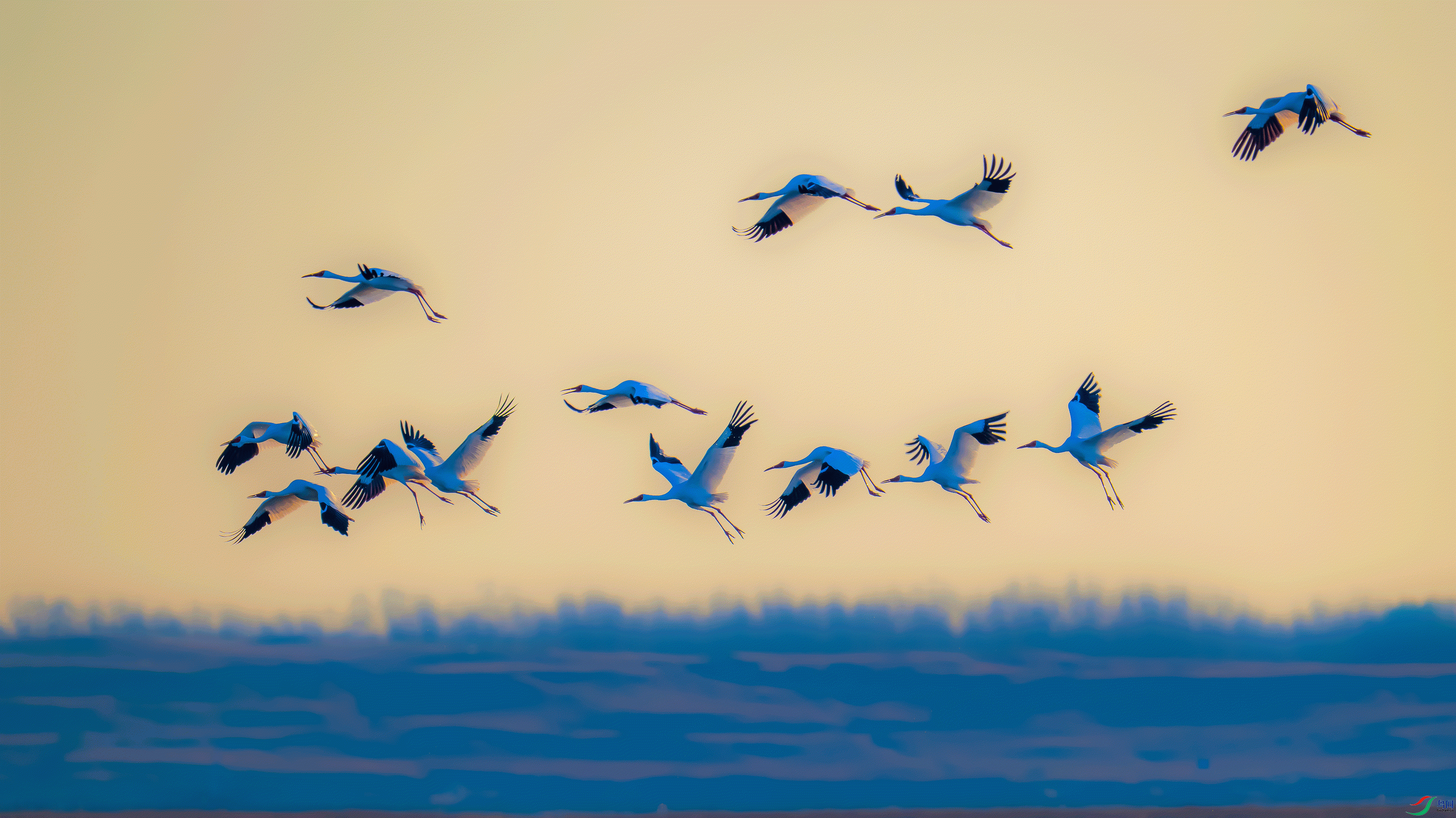 DSC_3924.gif