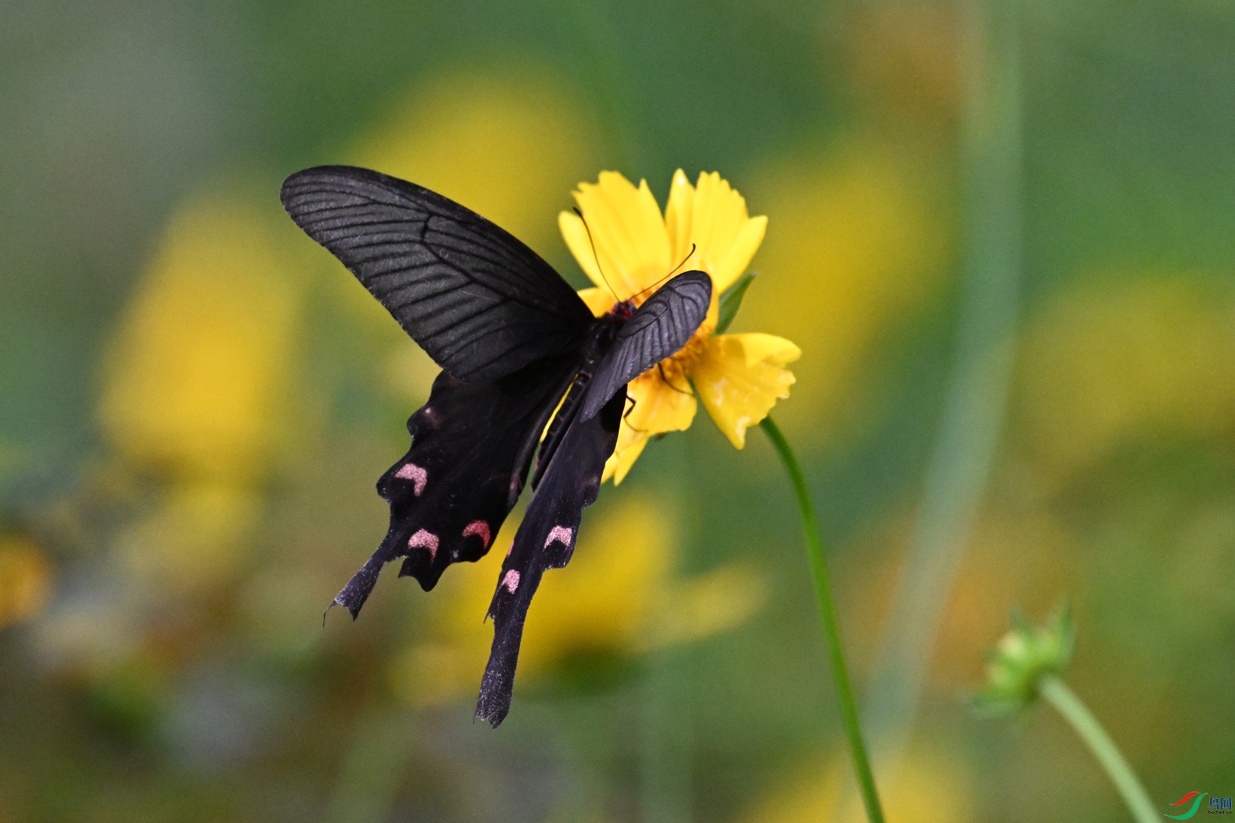 DSC_2095.JPG