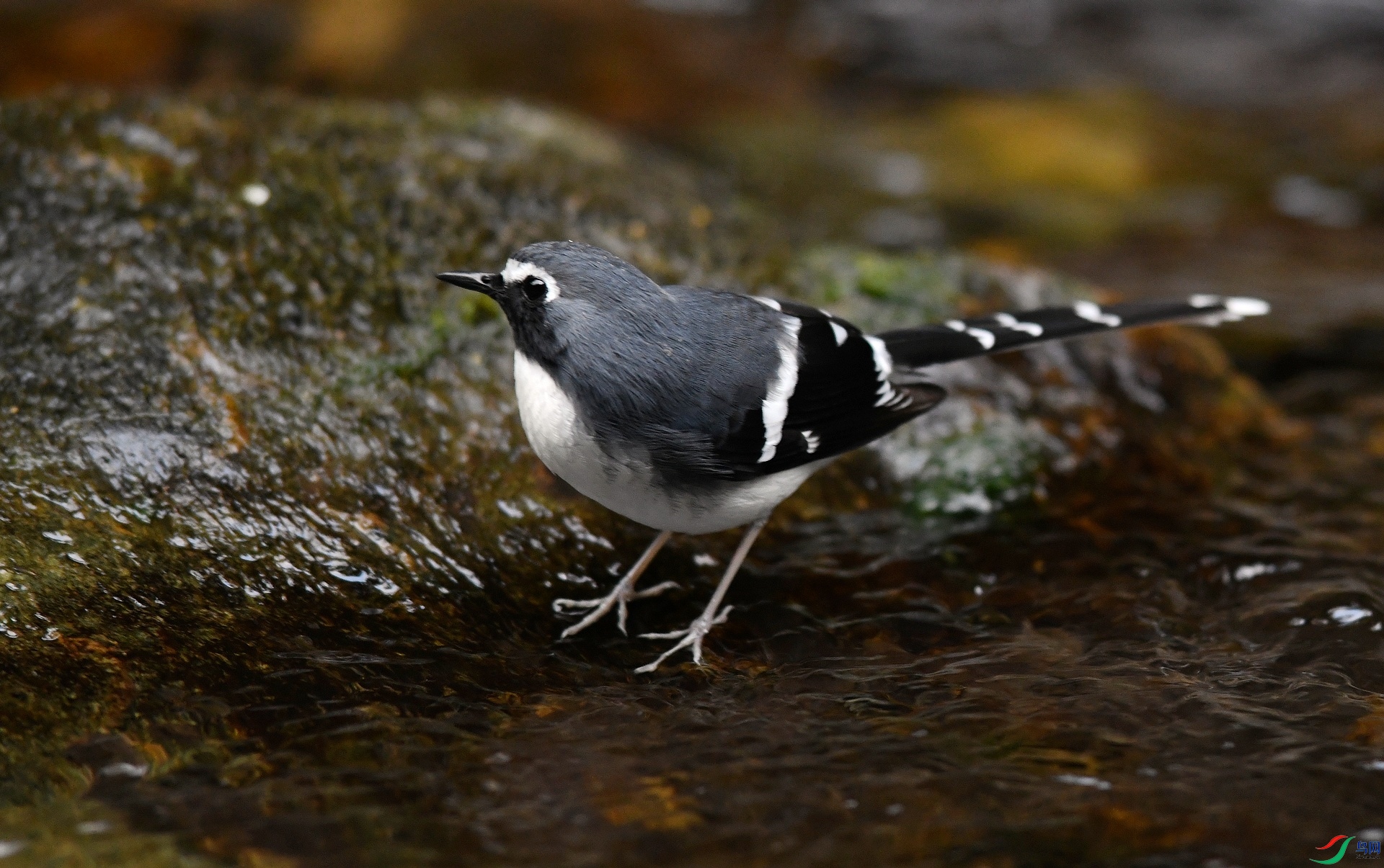 DSC_3266.jpg