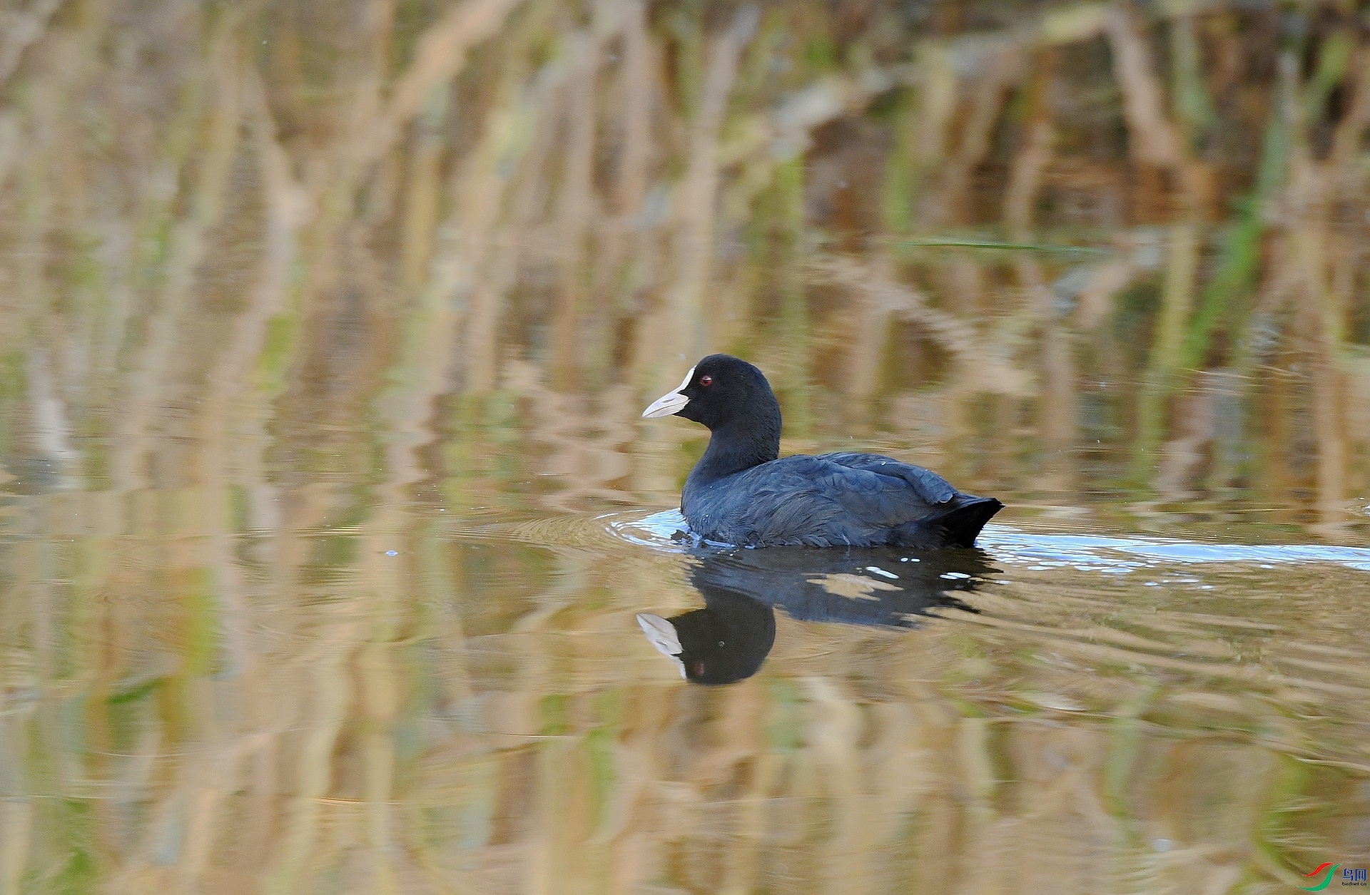 DSC_2338.jpg